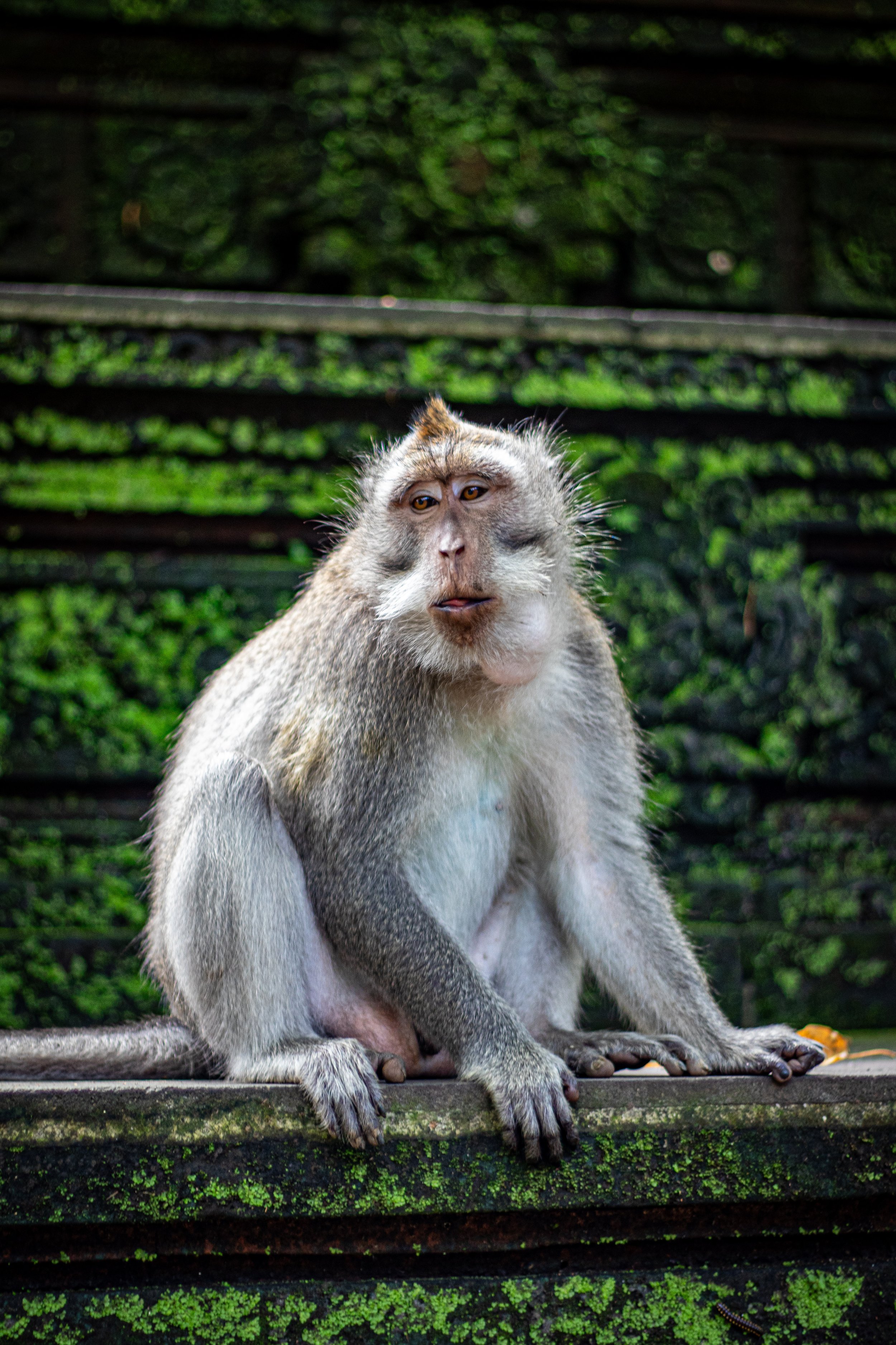 Ubud Monkey