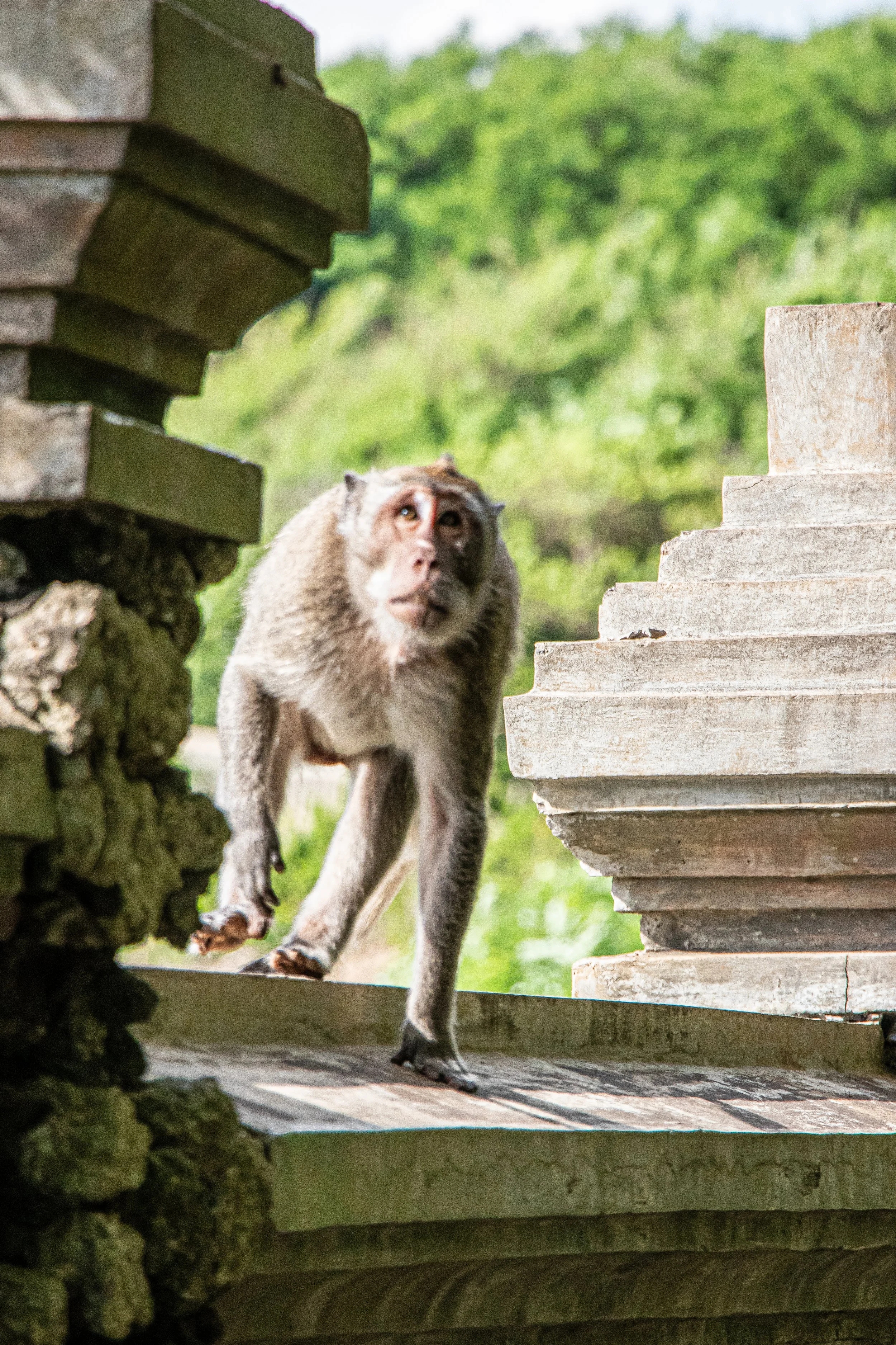 Uluwatu Temple curious one