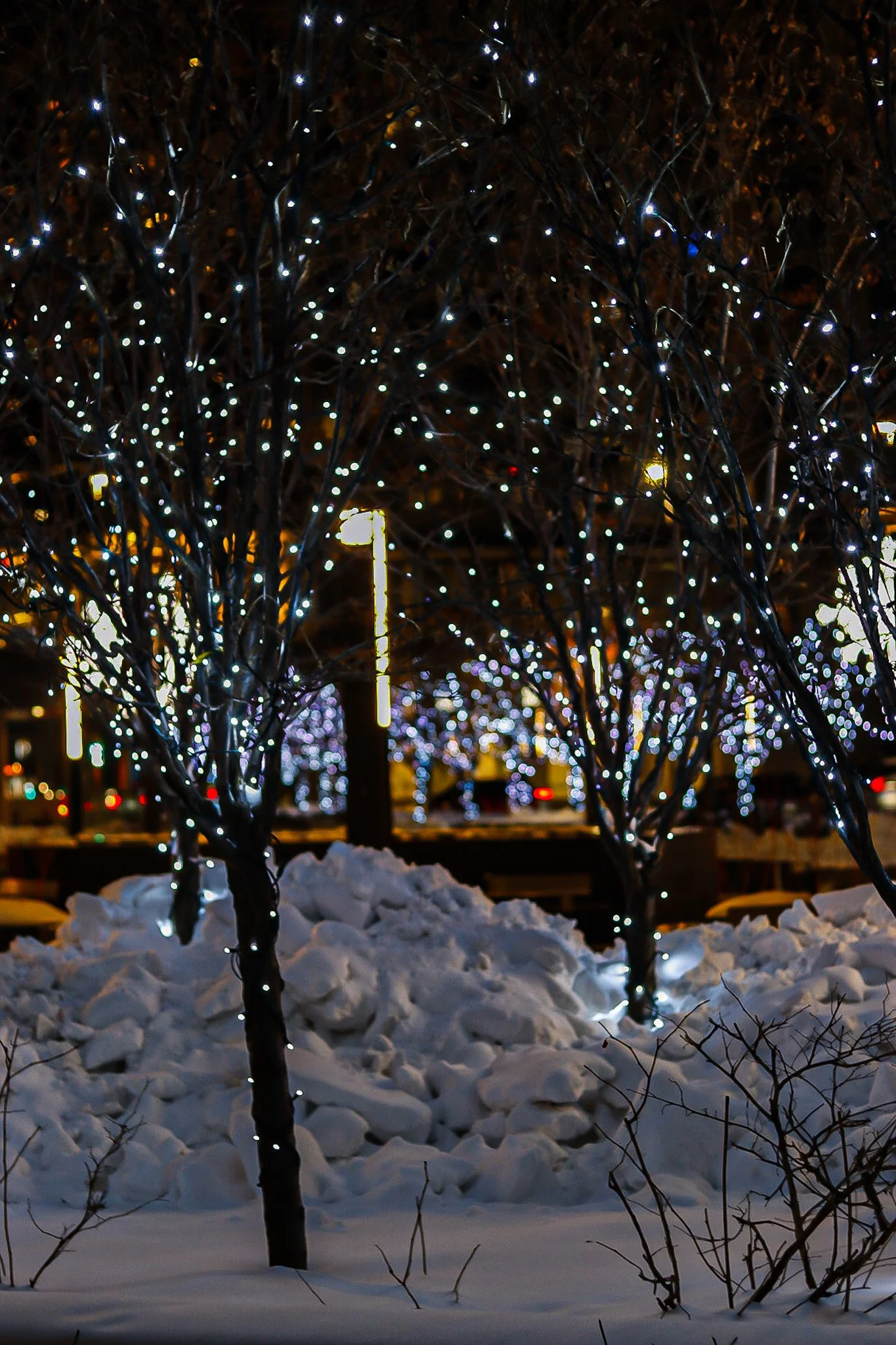_MG_3352.JPG