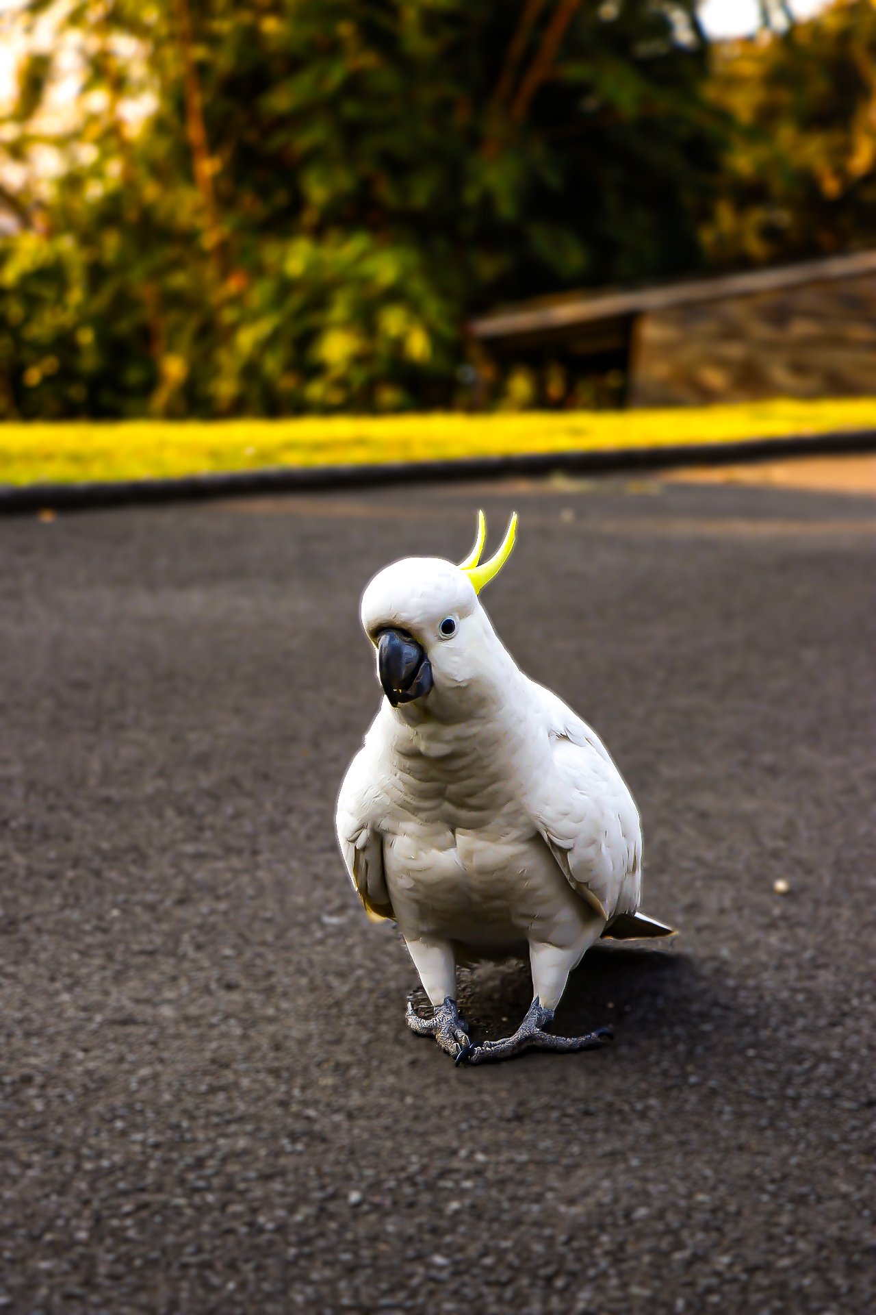 Cockatoo