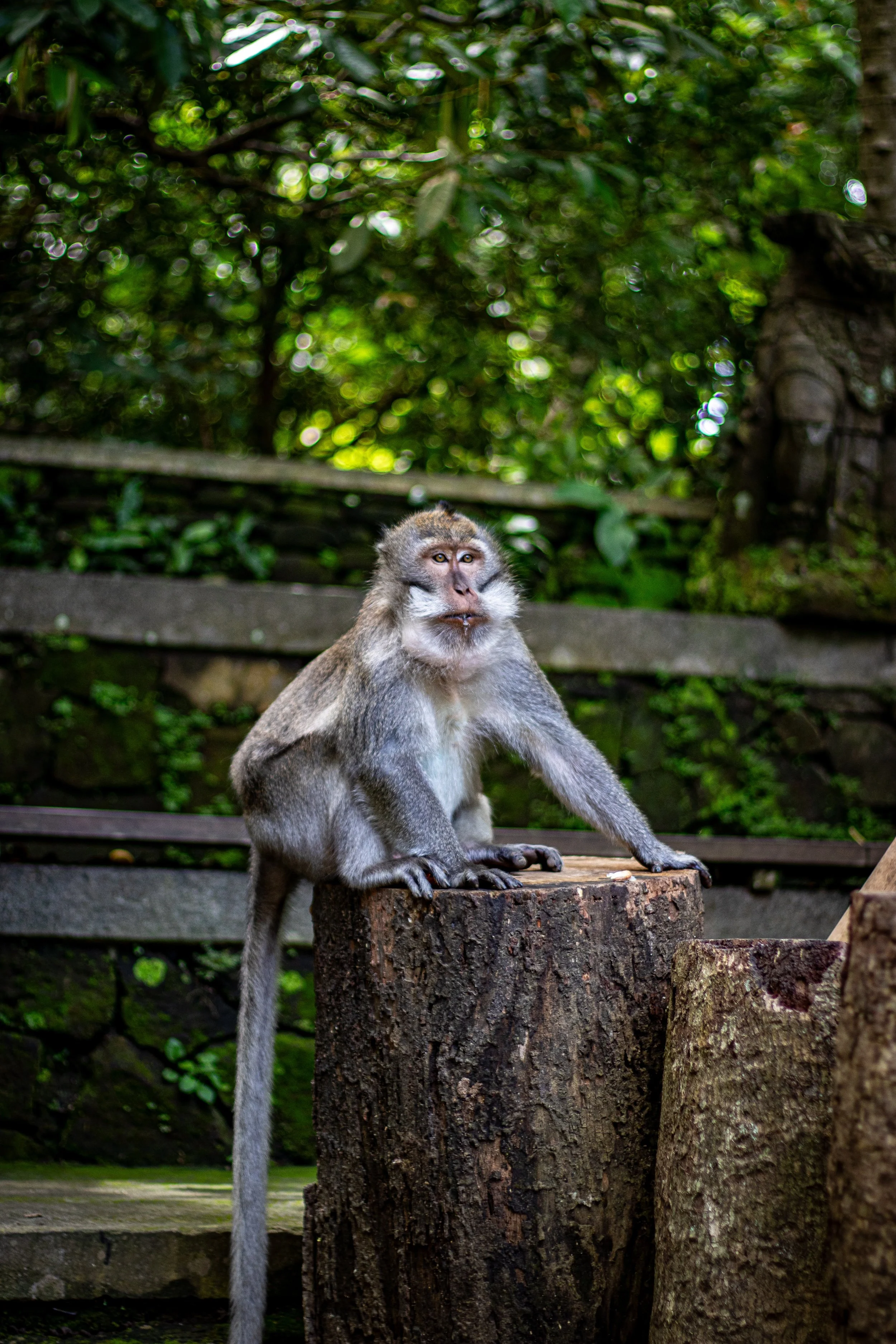 Monkey Forest Ubud