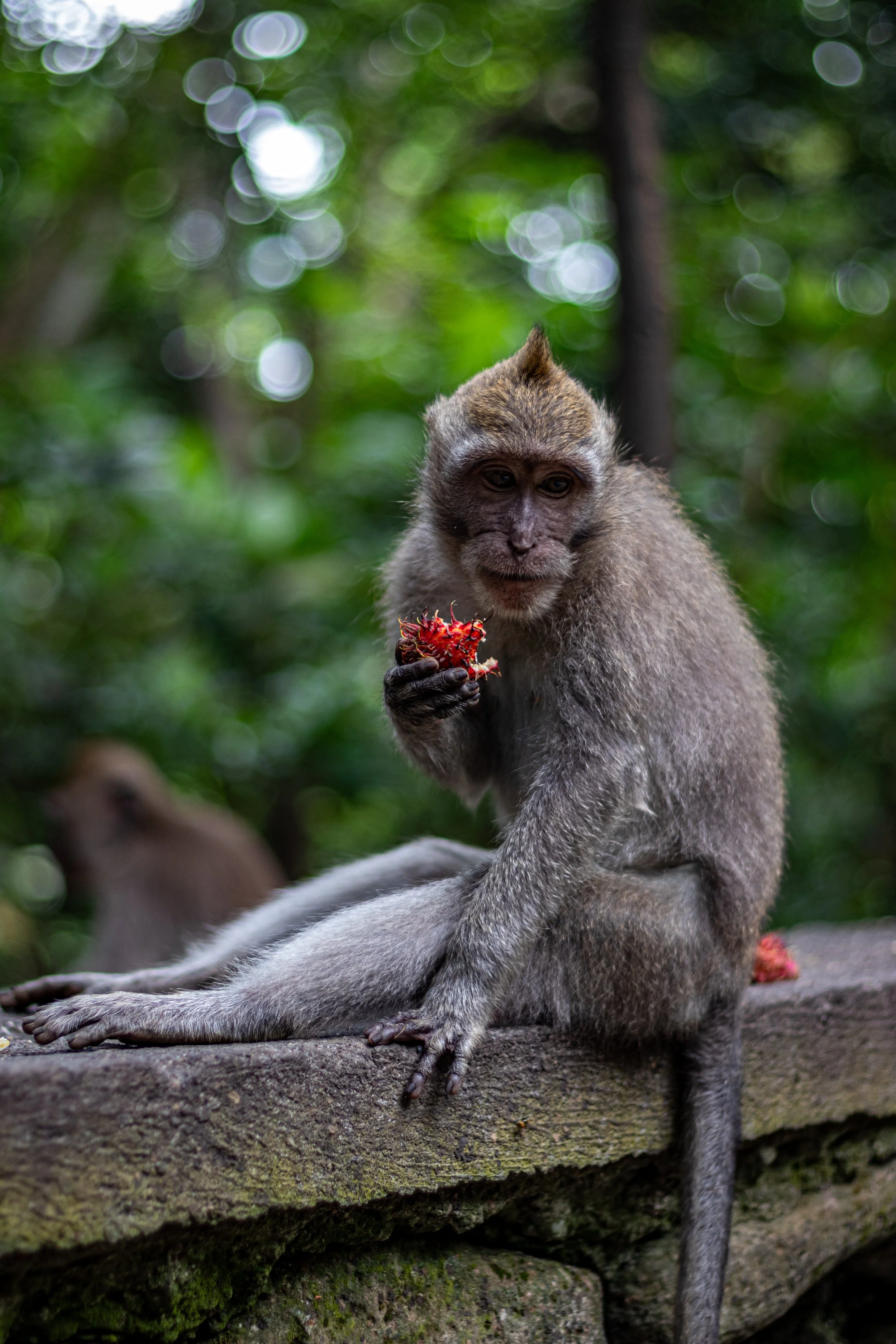 Monkeys of Ubud