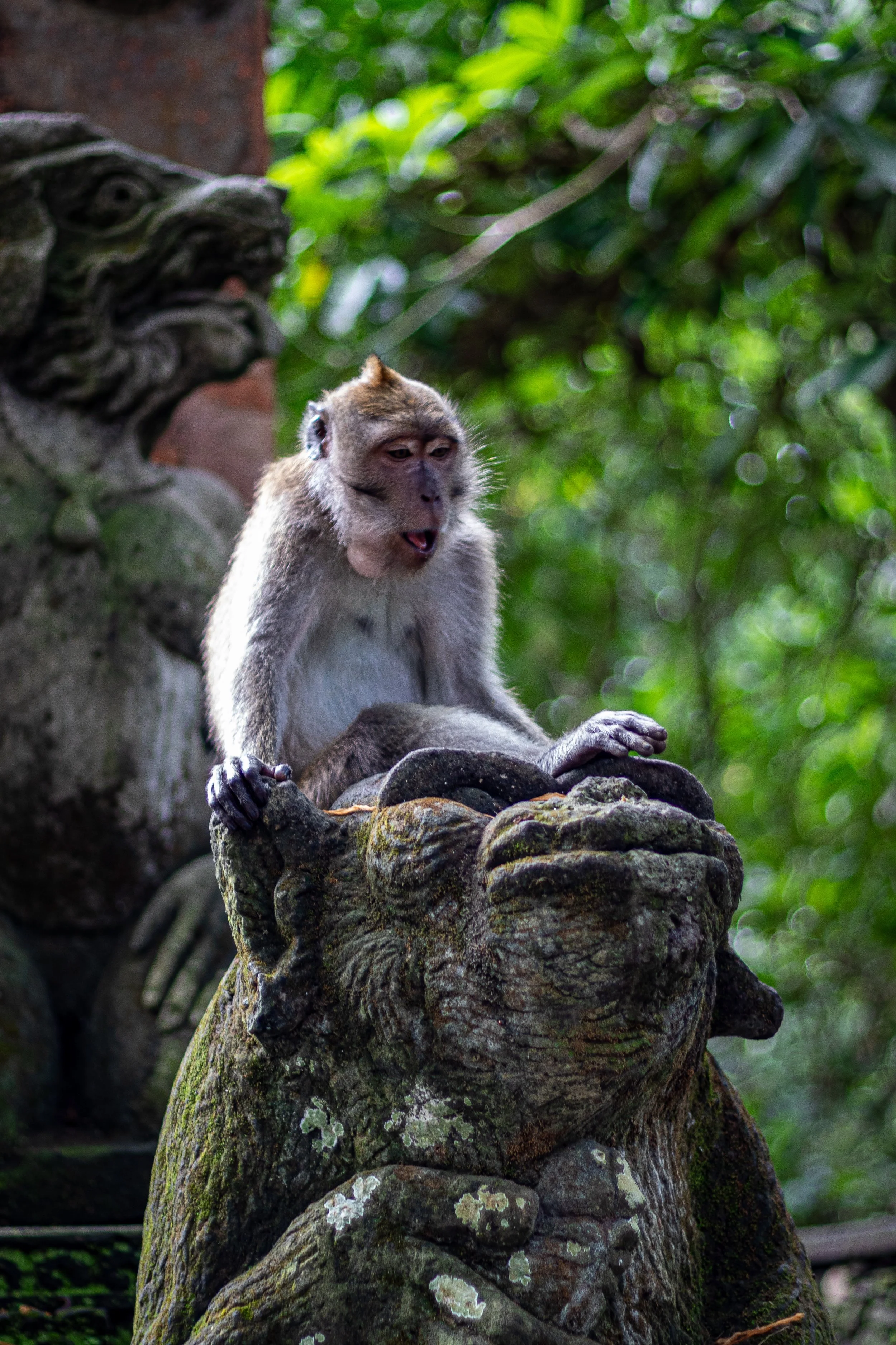 Ubud Monkeys