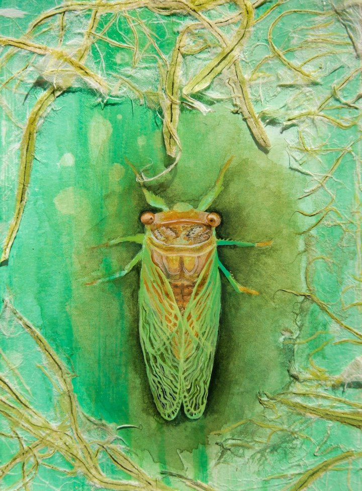 Cicada 72.jpg