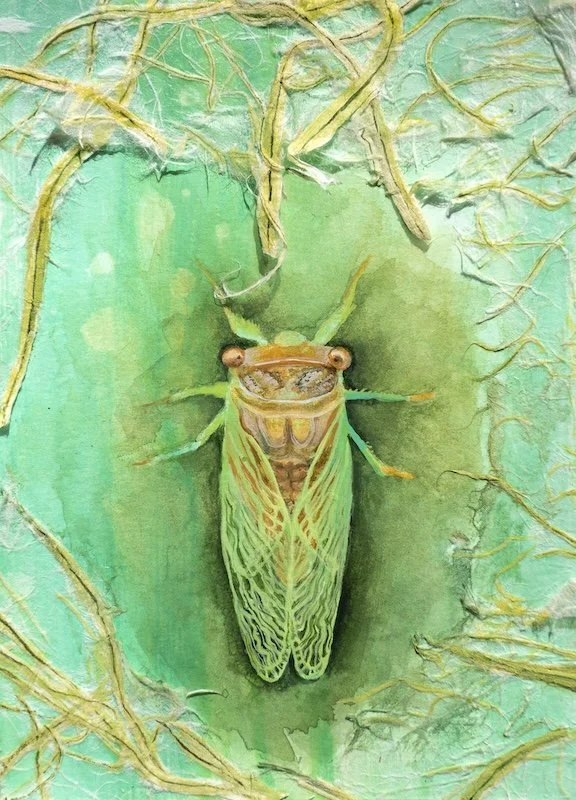 Cicada_web.jpg