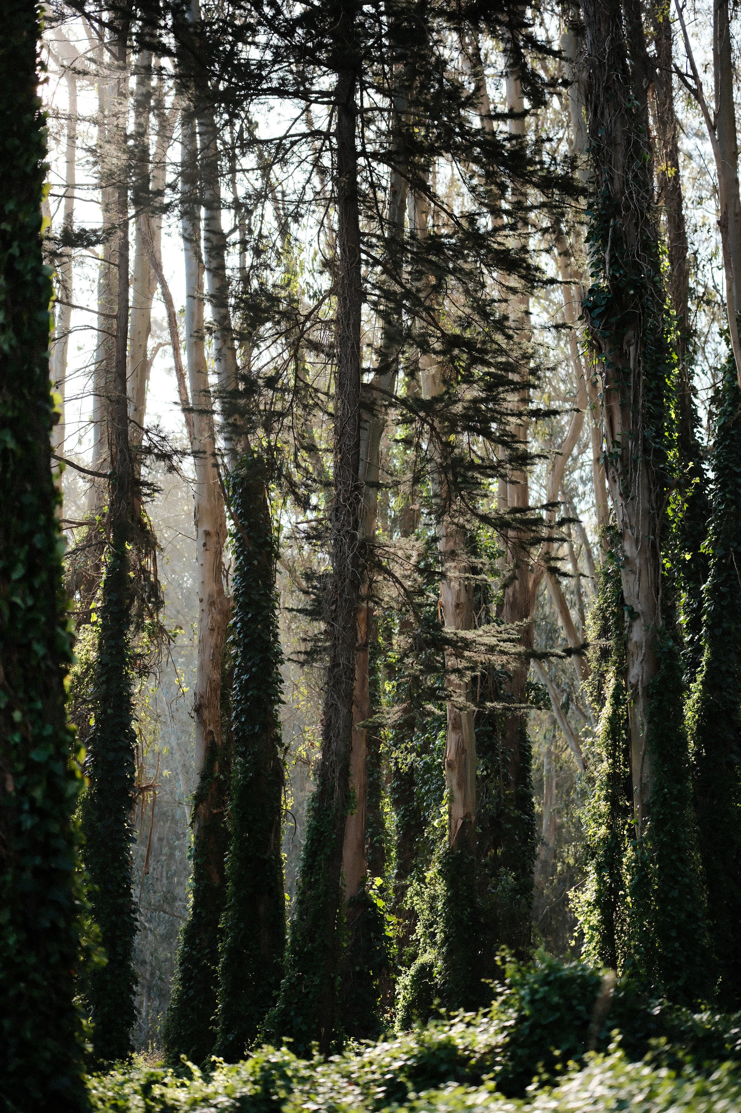A dense forest with tall trees, some covered in dark green ivy, sunlight filtering through the branches.