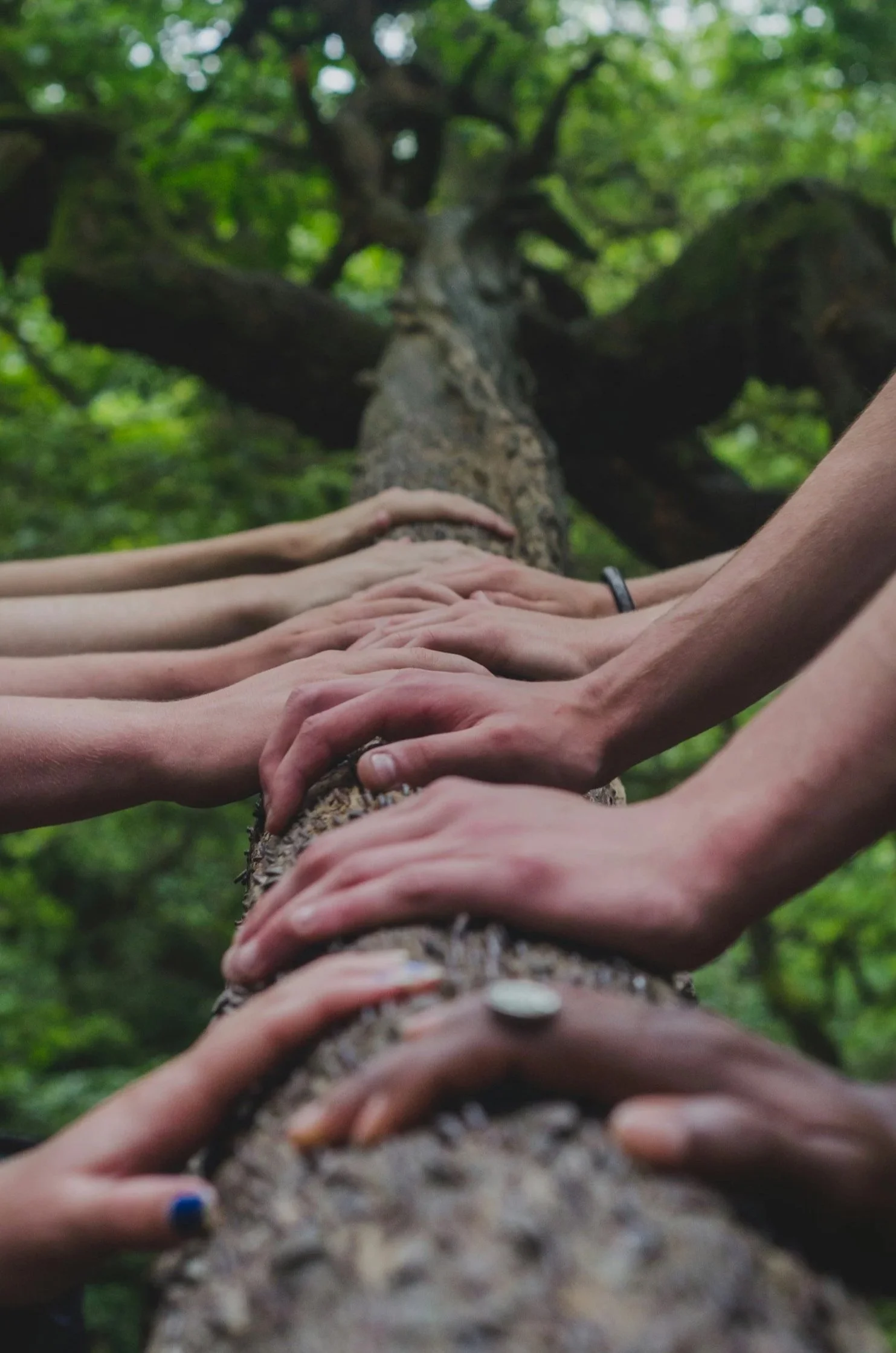 several pairs of hands touching a tree trunk