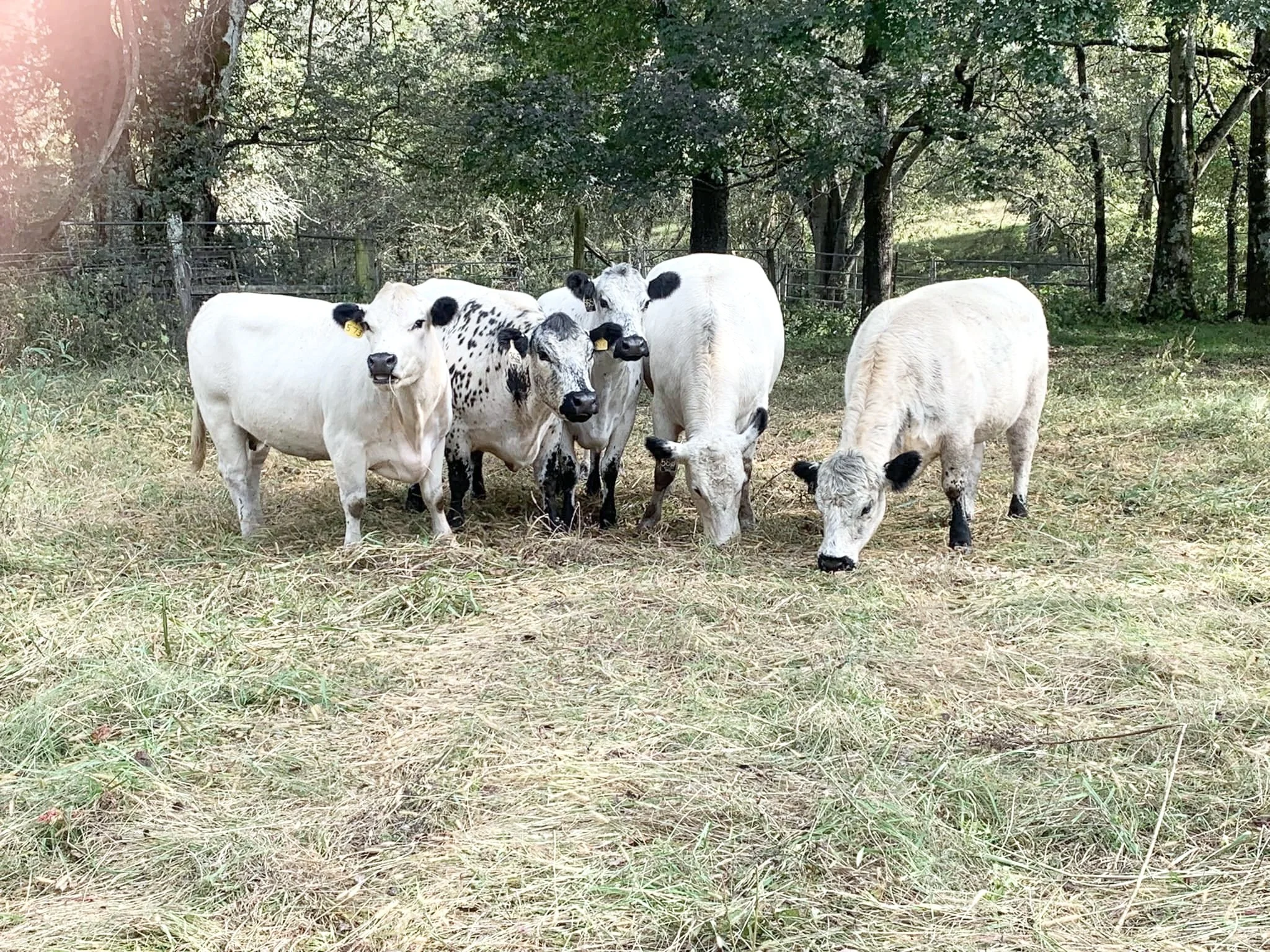 cow 1.jpg