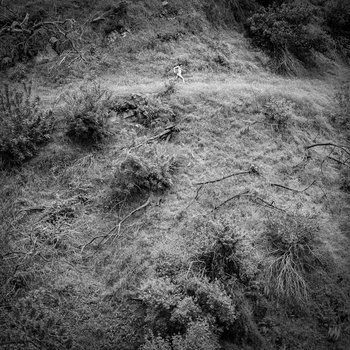 Anna Tivel 'Animal Poem'