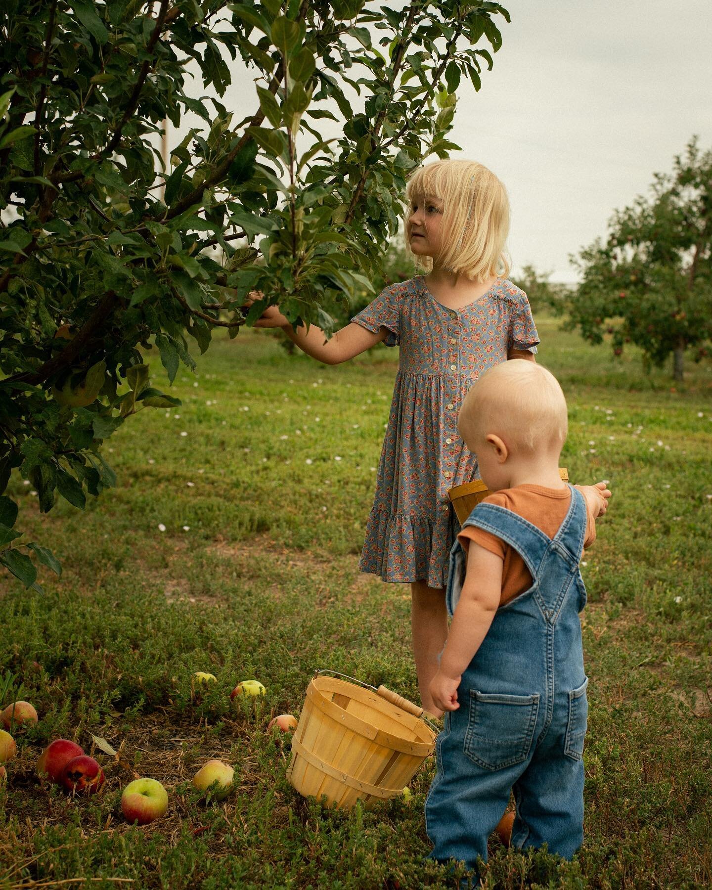 Last fall, picking apples with my little loves