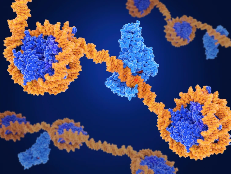 DNA and protein 