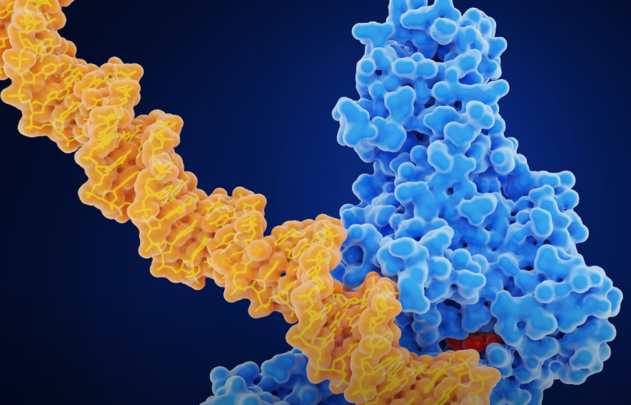 Space filling model of DNA and CRISPR interacting.