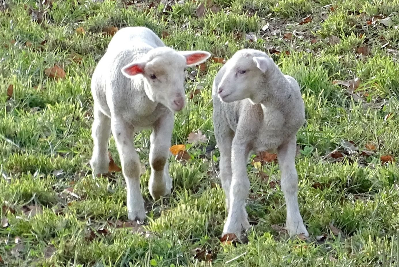 «&nbsp;Pour que les brebis aient la vie en abondance.&nbsp;» Jn 10, 10
