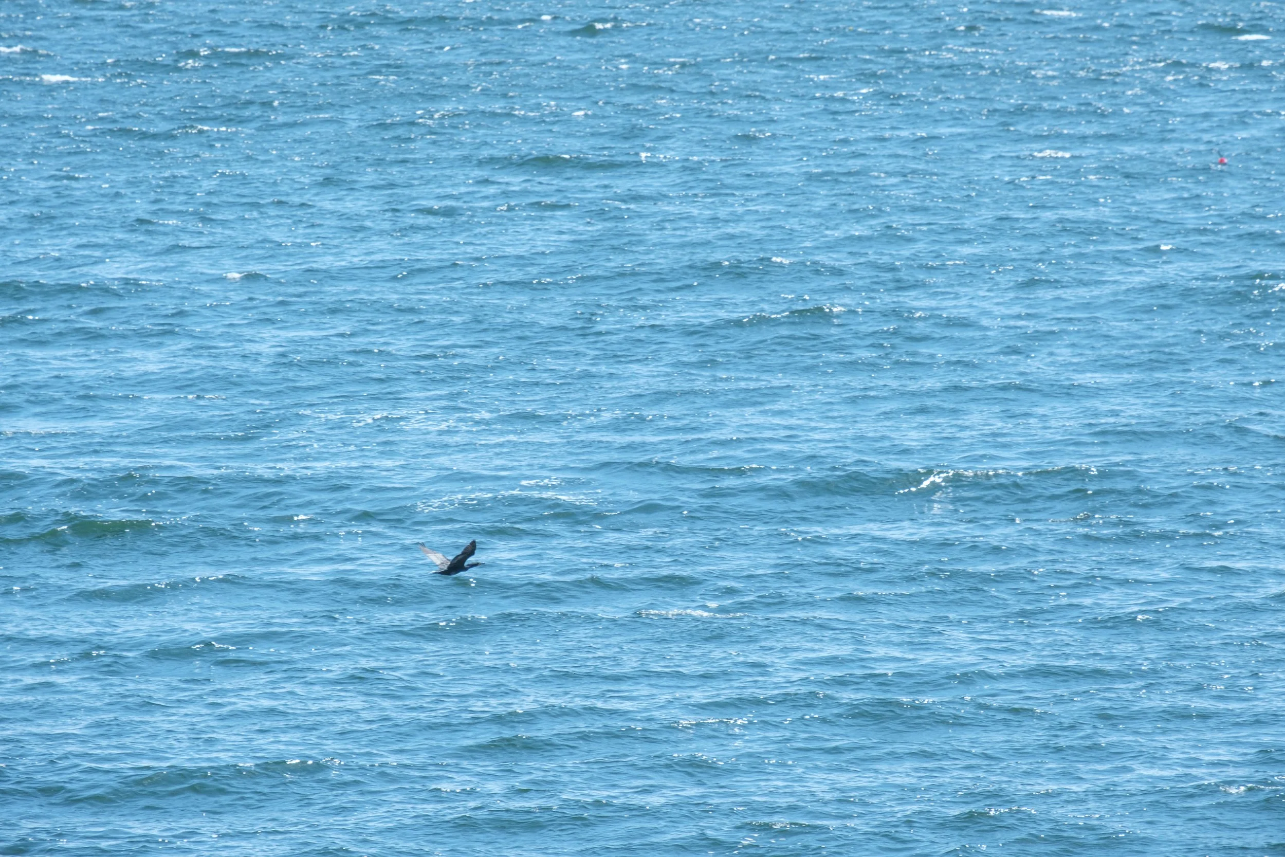 DSCF5146.jpg