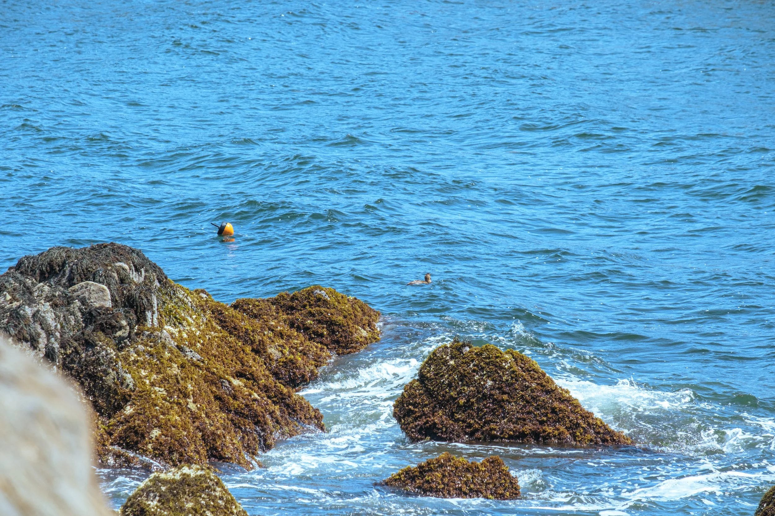 DSCF5151.jpg