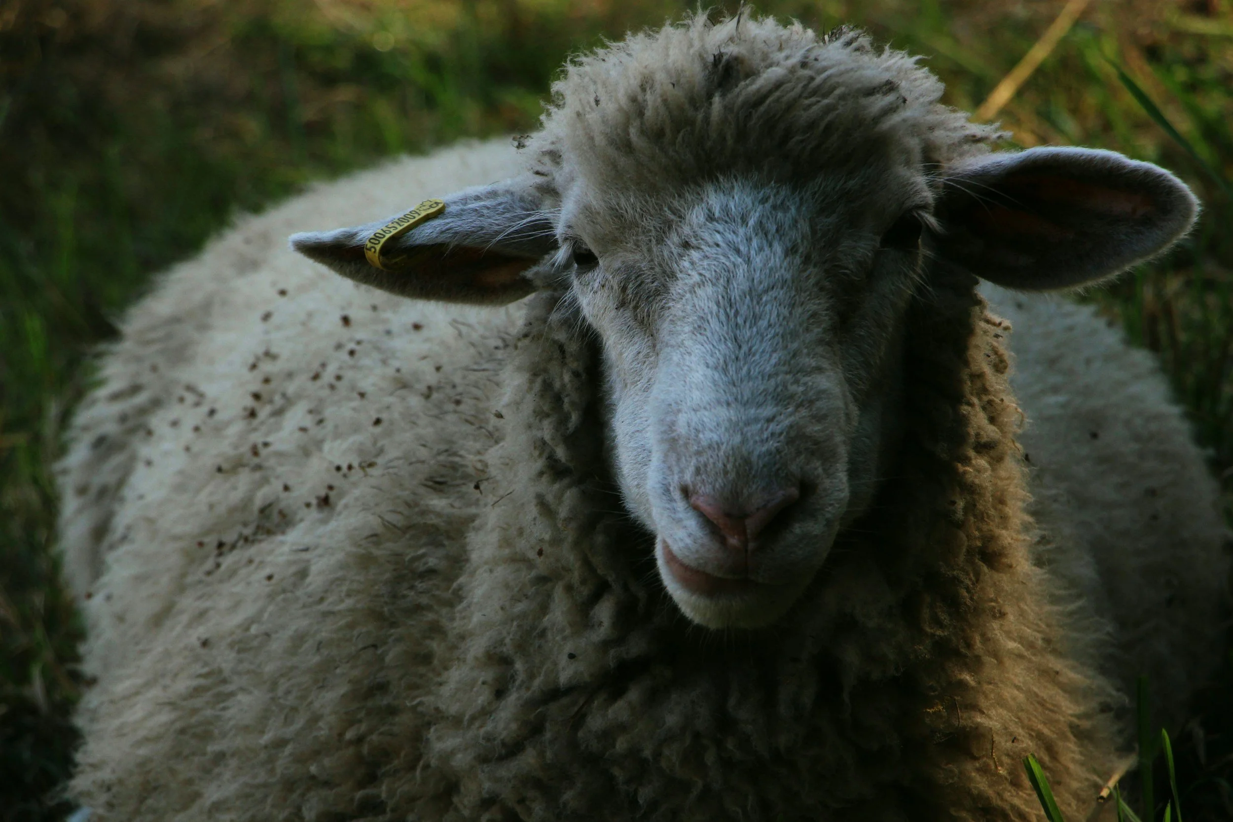 Architecture That’s Felt