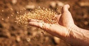 A hand holding and tossing small grains or seeds outdoors.