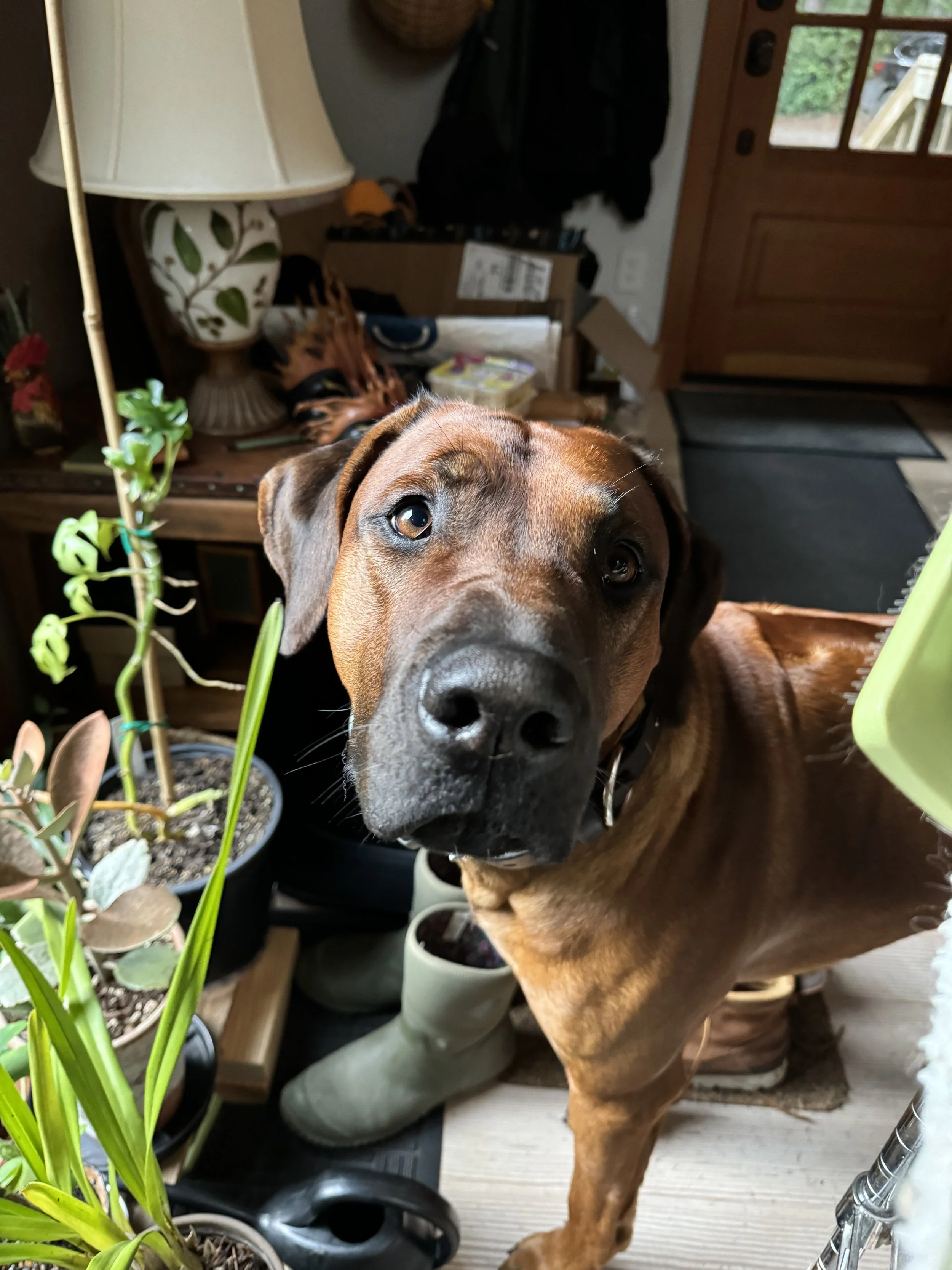 IMG_0766.jpeg