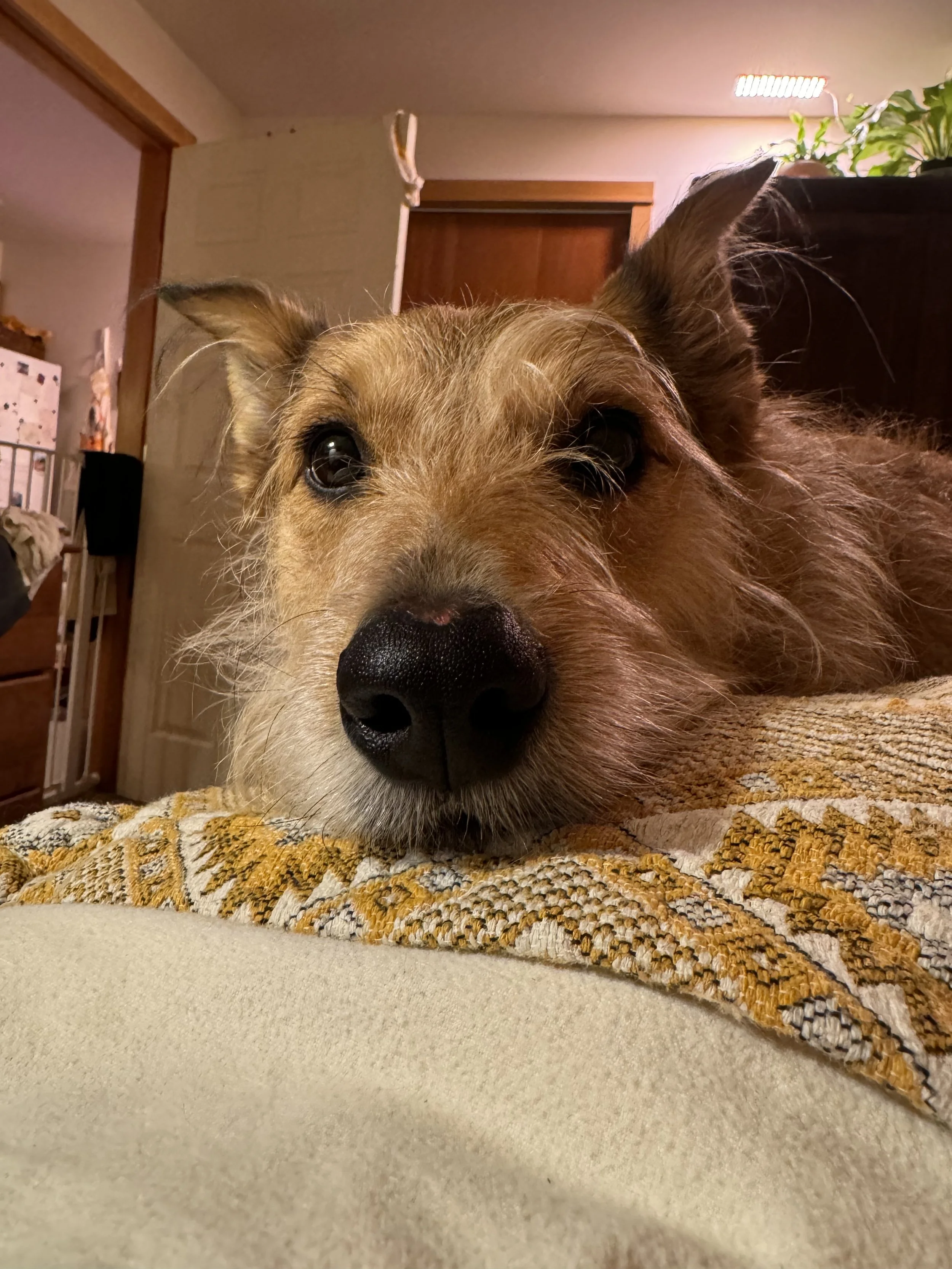 IMG_0923.jpeg