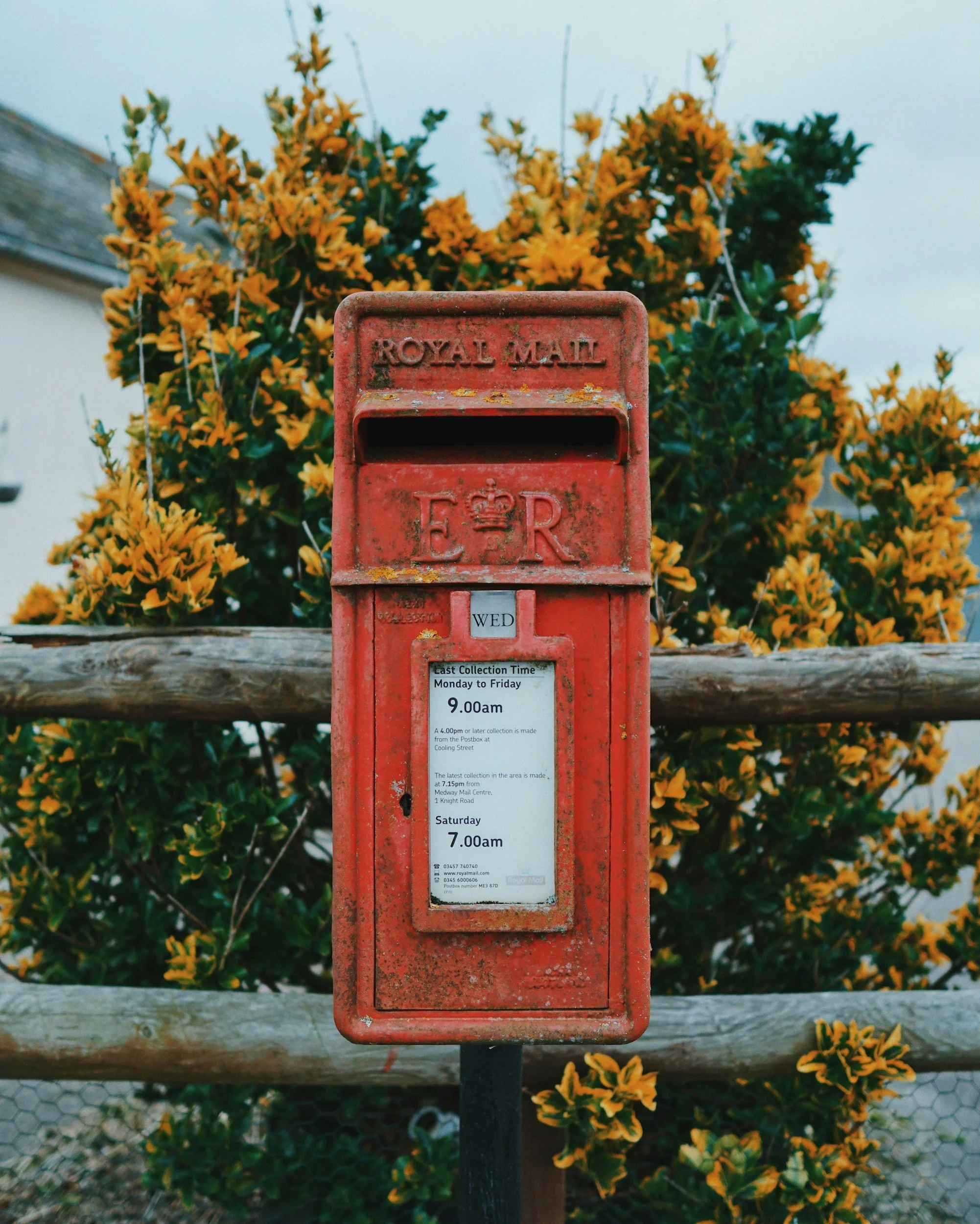 Red Royal Mail mailbox in front of a yellow flowering shrub, with a wooden fence and gravel pathway below.