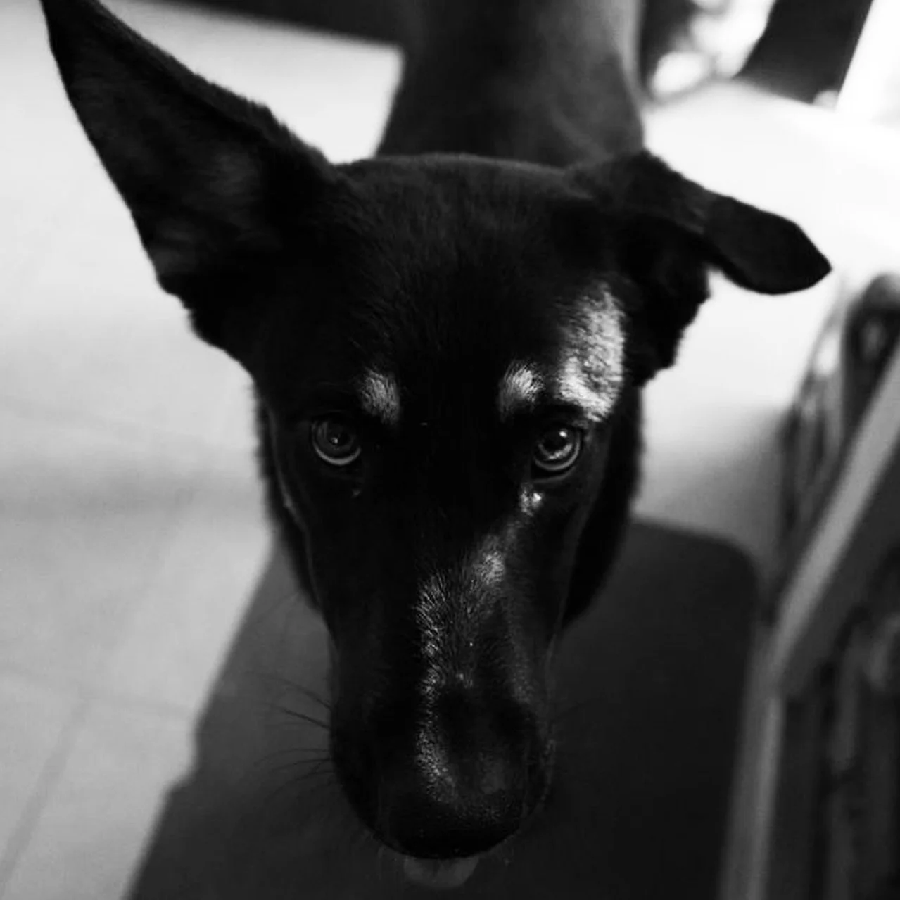 1 year &mdash; Pepino.
When we rescued three dogs back-to-back from the streets, we said: no more.
My disease makes walking harder every day &mdash; I need more help, not more responsibility.

But then Pepino was hit by a car. Right in front of my ey