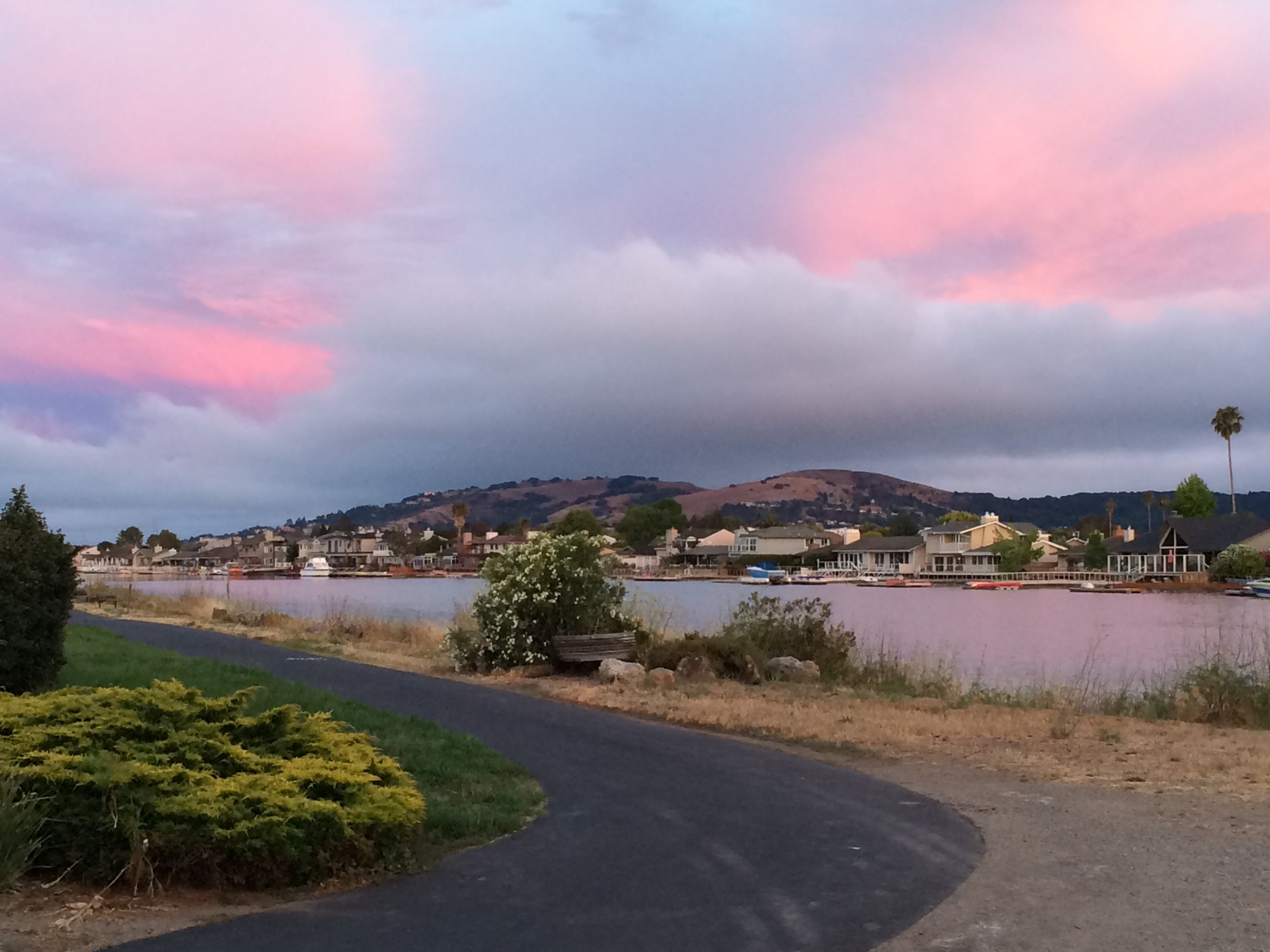 Scenic view of a neighborhood by the water with houses, hills, and a pink and purple cloudy sky, with a lone palm tree on the right and bushes in the foreground.