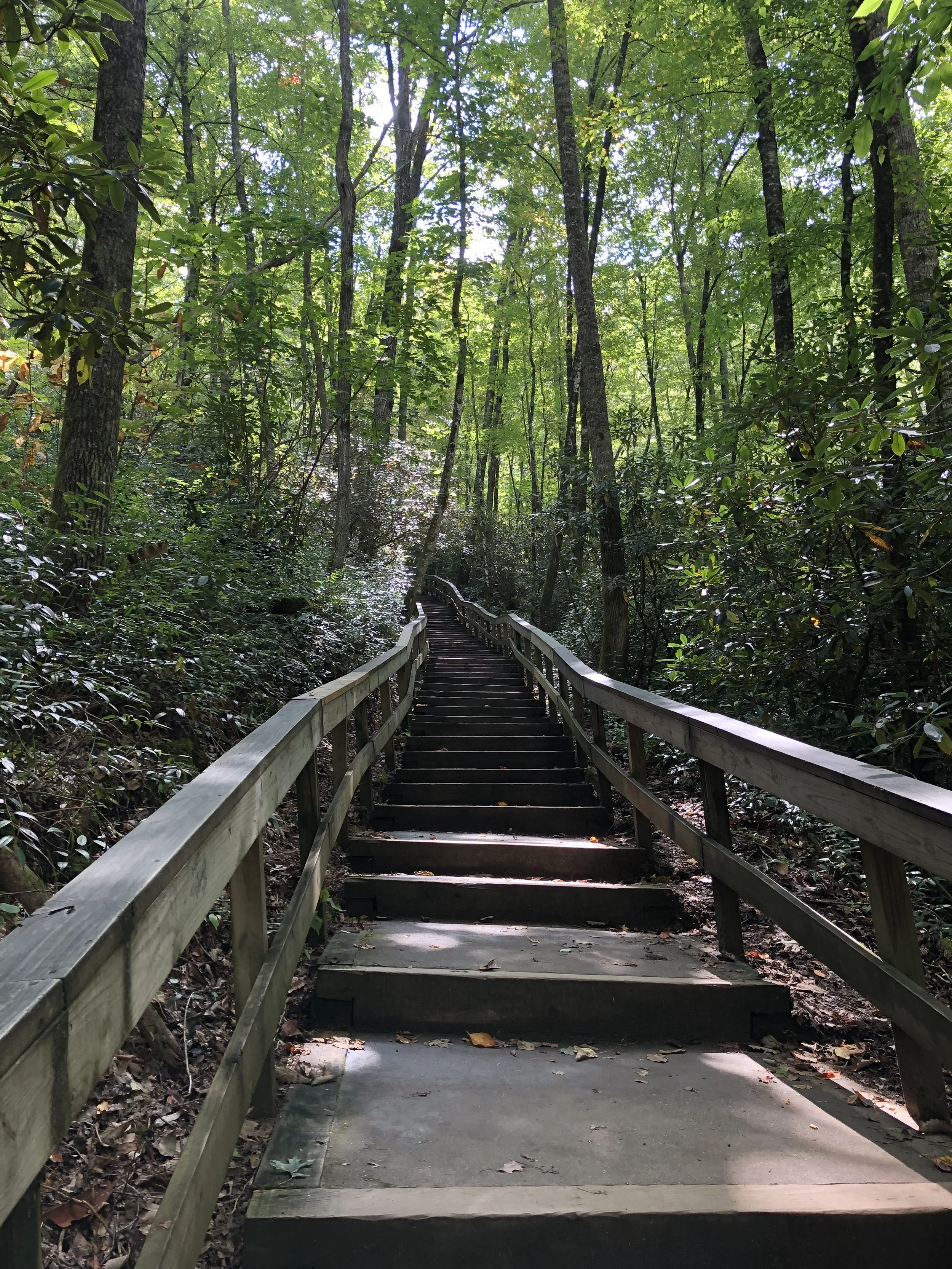Wooden stairs with handrails descending into a dense, green forest with tall trees and leafy canopy.