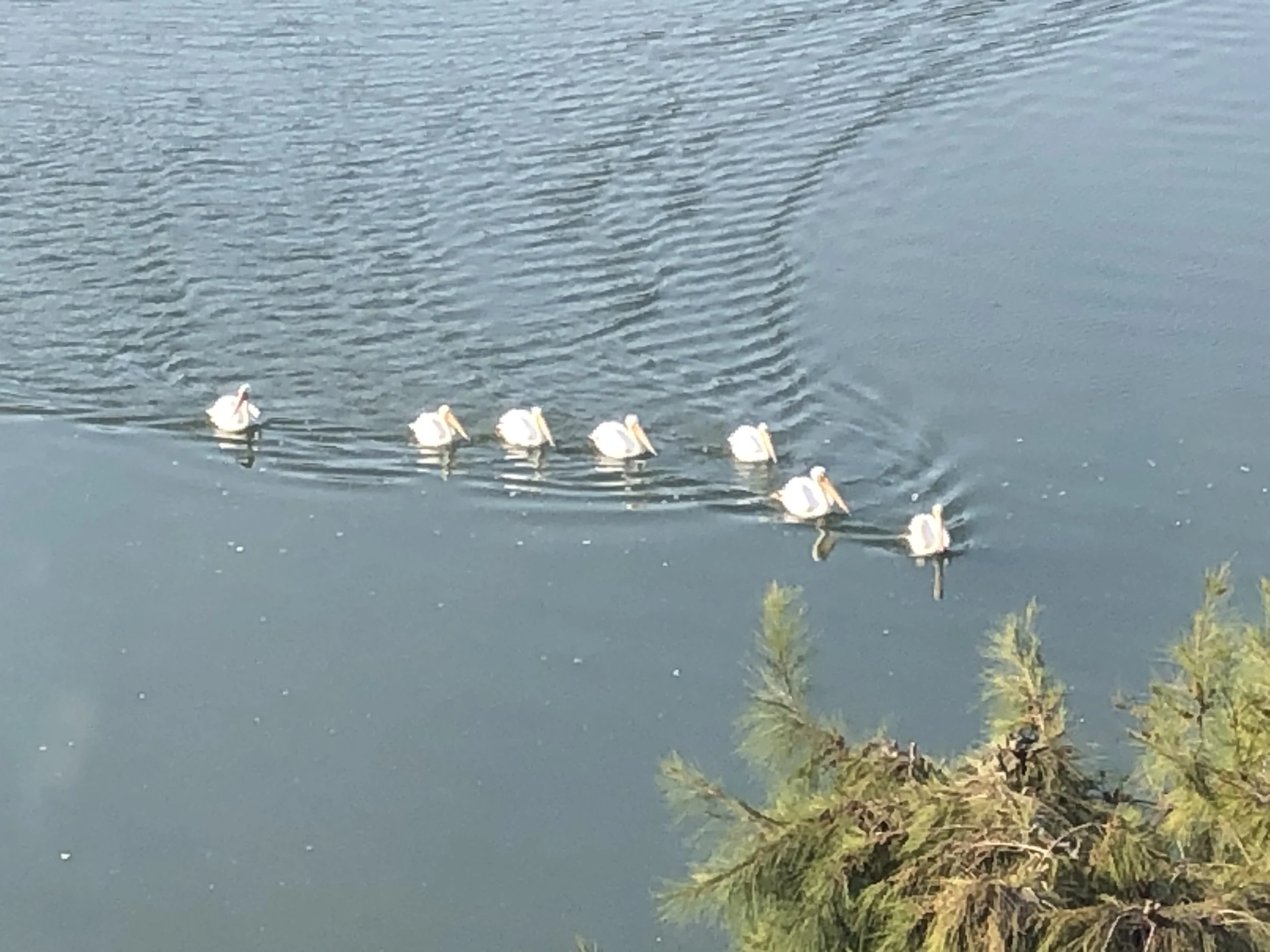 A group of seven white pelicans swimming in a body of water with ripples. The water is surrounded by green vegetation and trees.