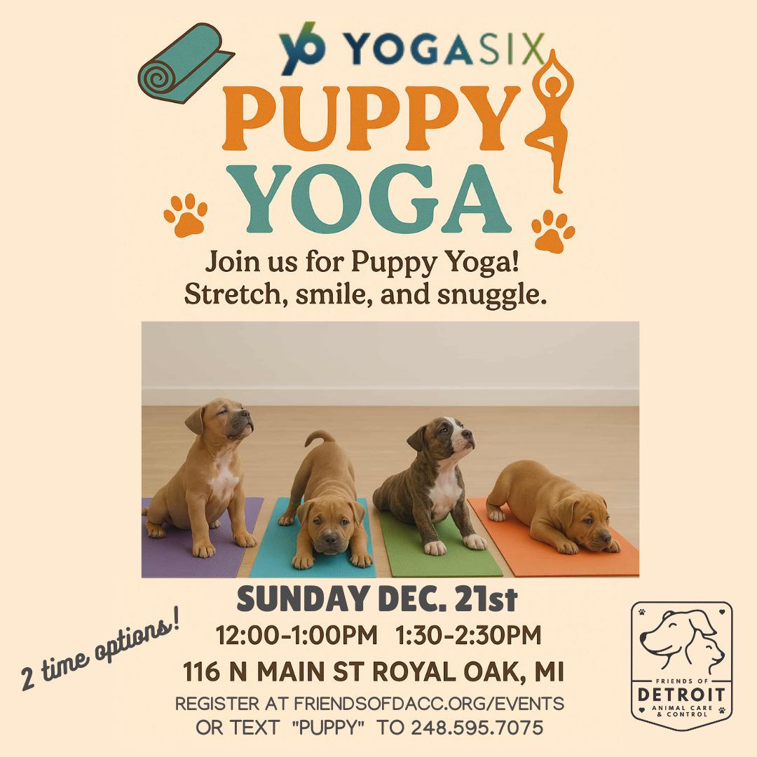 SOLD OUT: Puppy Yoga at YogaSix in Royal Oak at 12:00pm