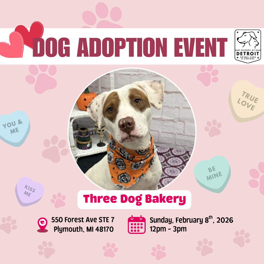 Dog Adoptions at Three Dog Bakery in Plymouth