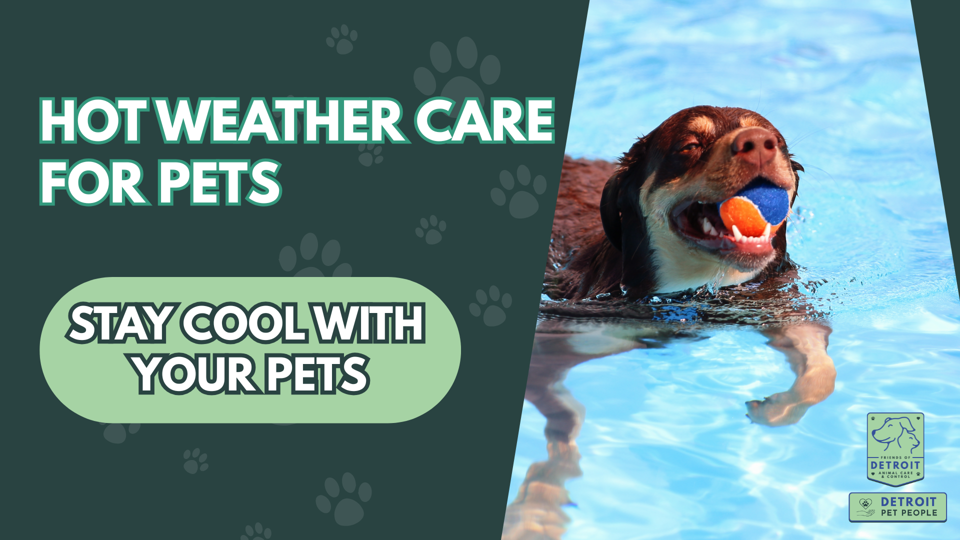 Hot Weather Care for Pets