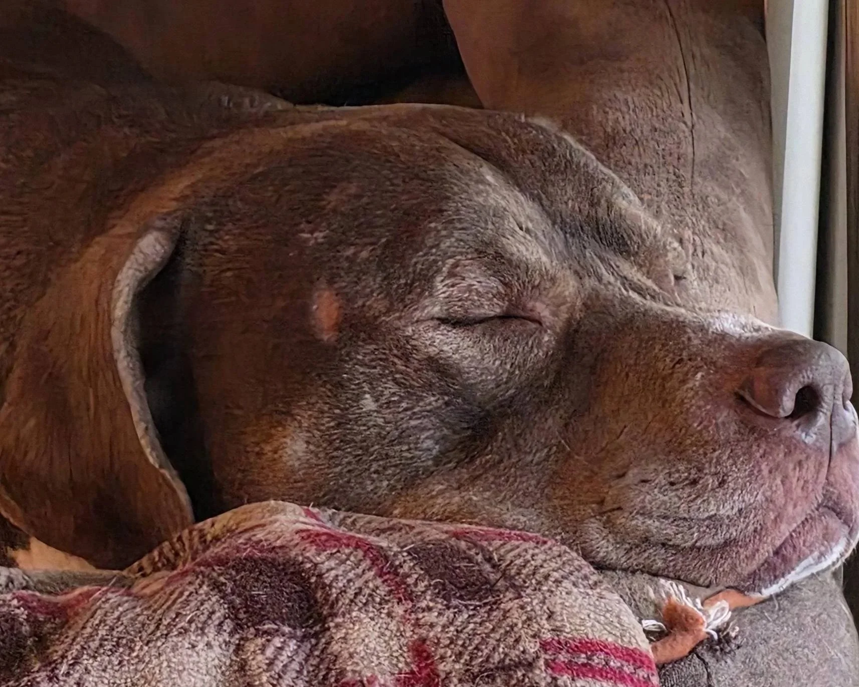 A close-up of a calm and contented dog snoozing on a couch