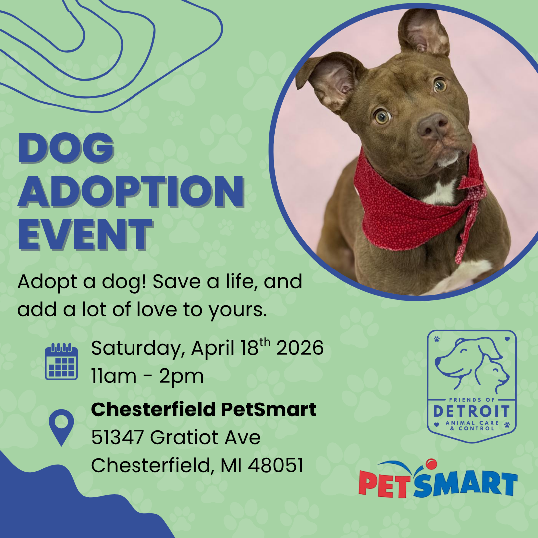 A cute dog brown dog with big ears with the information for the adoption event