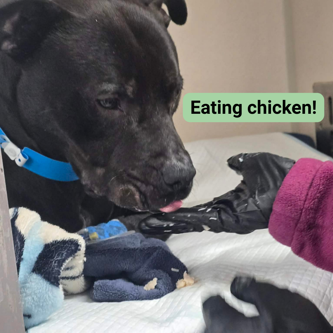 An adorable black dog licking chicken from somebody's hand