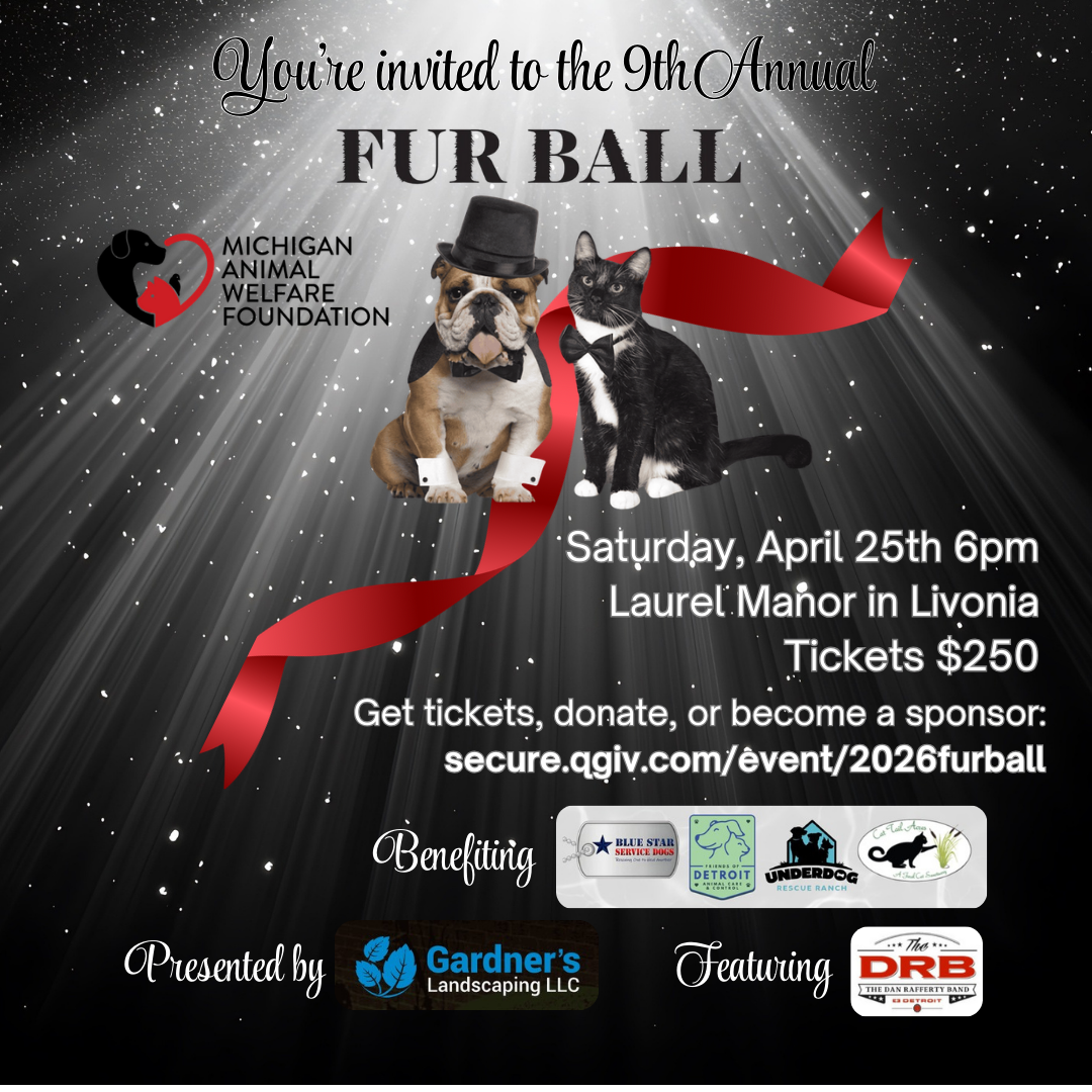 A dog and cat with the information for Fur Ball