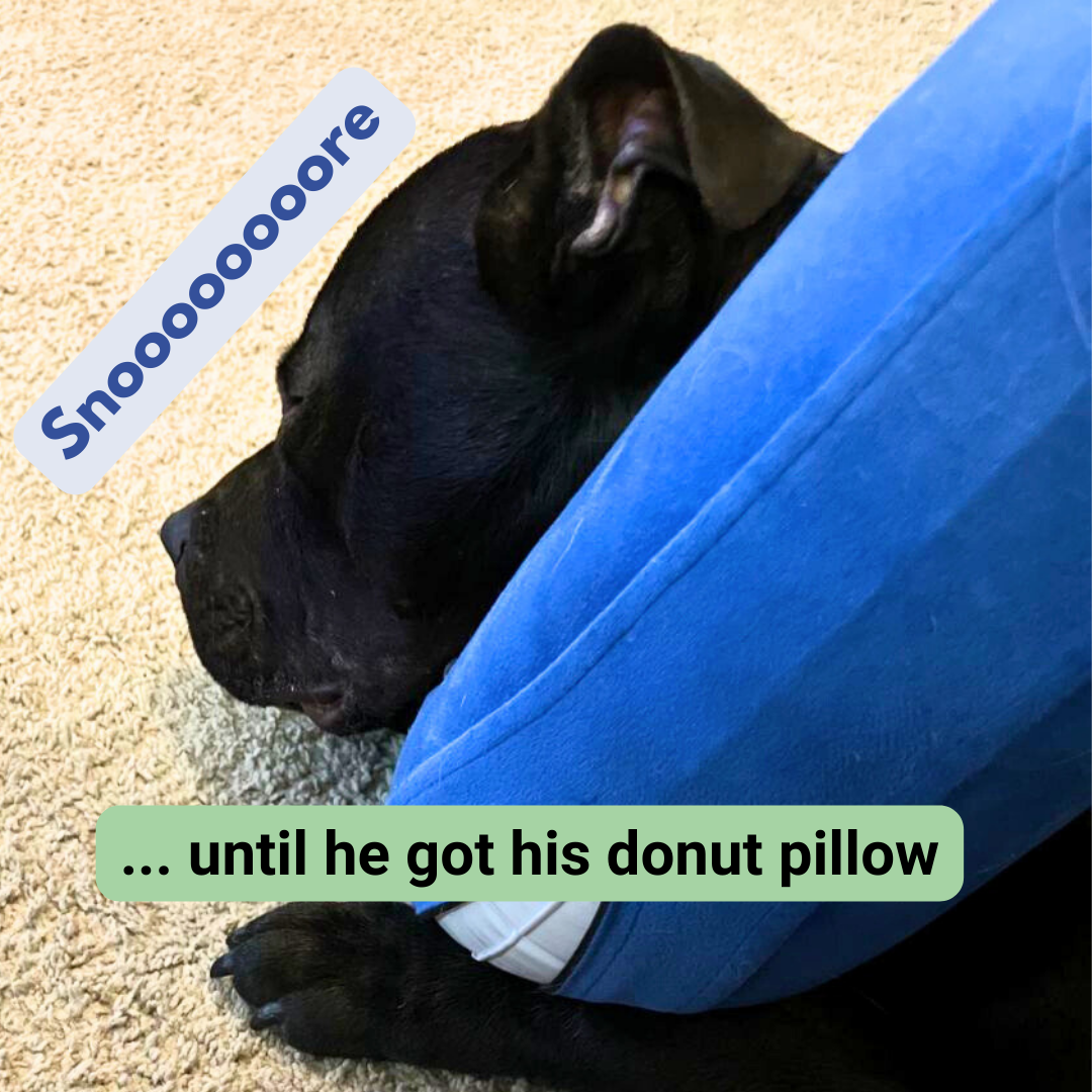 King snoozing on the floor with his donut pillow