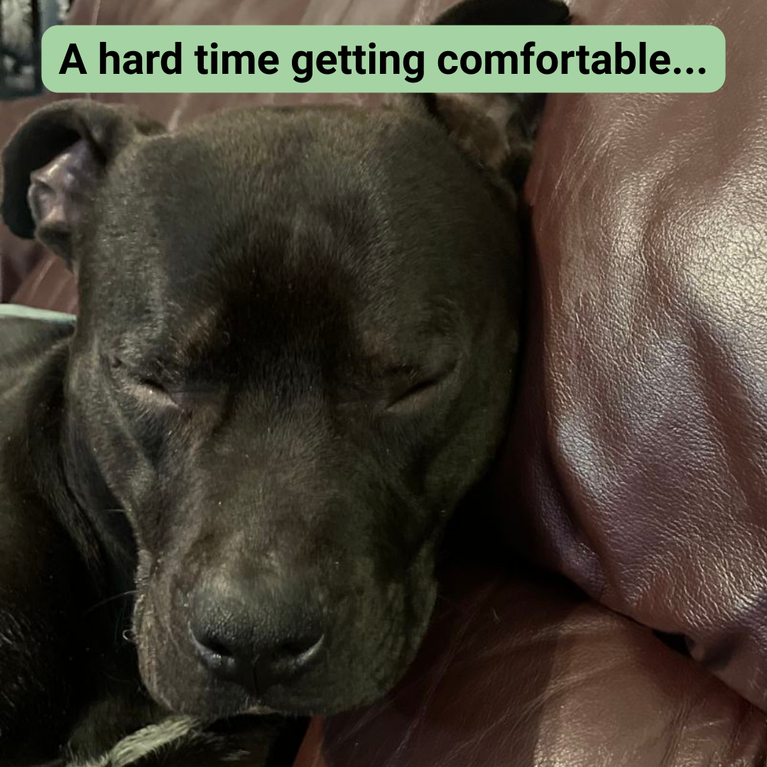 King trying to get comfortable on the couch but looking tense