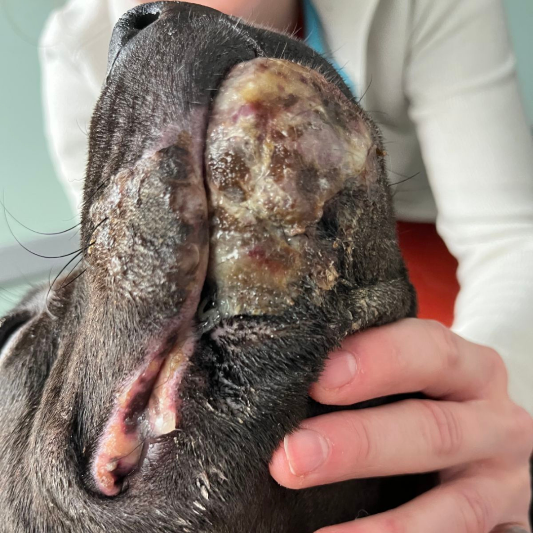 A close up image of the burns on King's chin