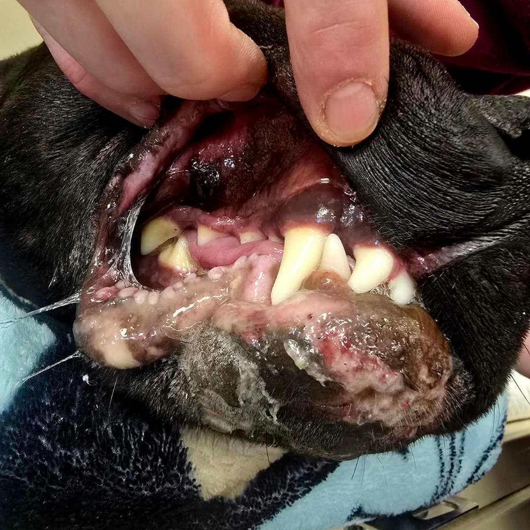 A close-up of the burns outside and inside King's mouth