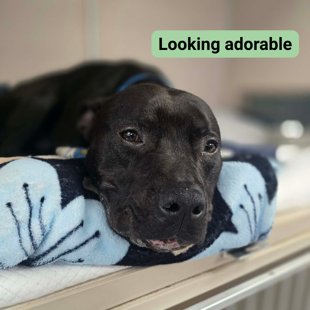 An adorable black looking sleepily at the camera