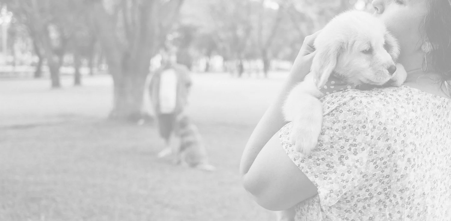 Mountain View Animal Hospital mountain-view-animal-hospital