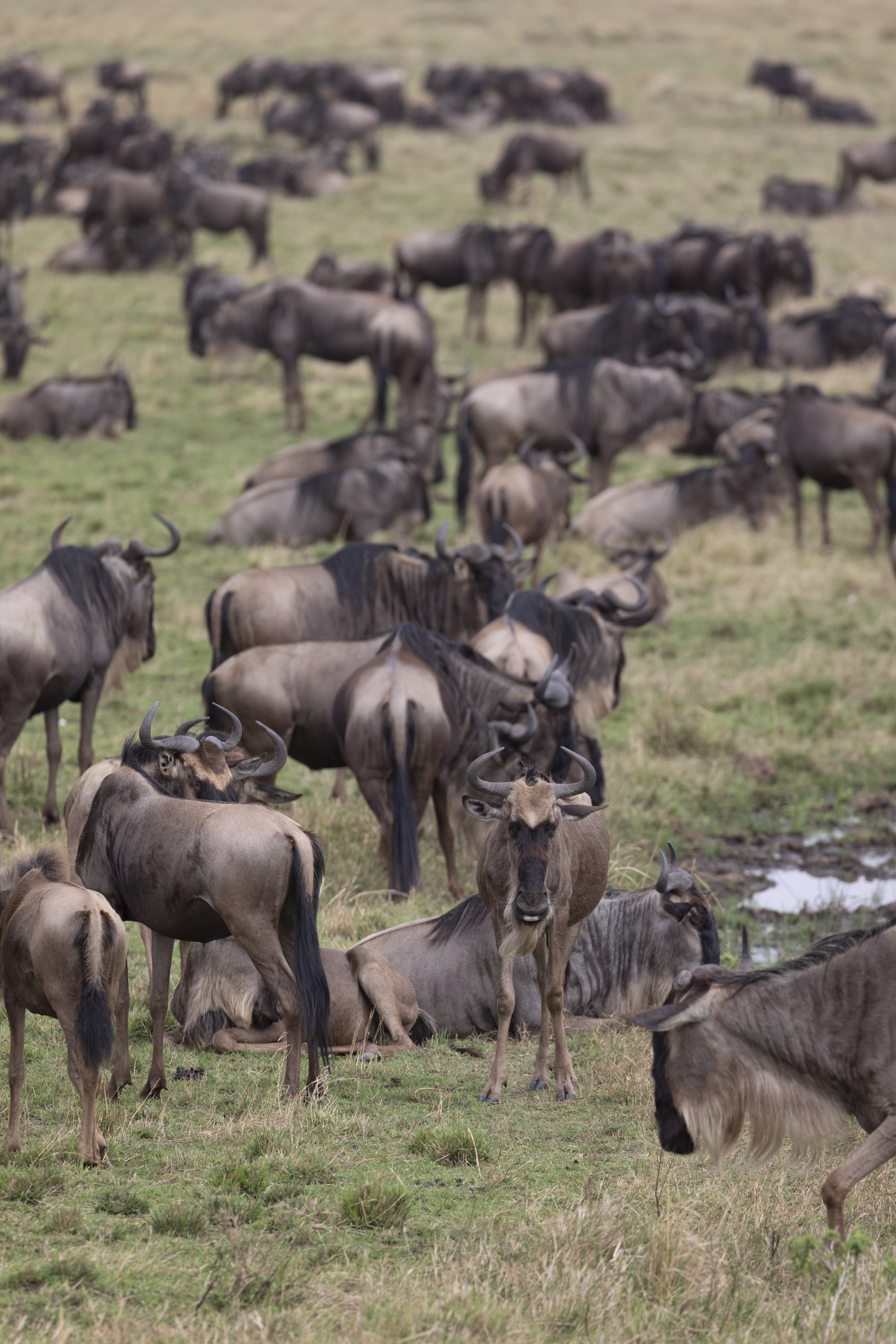 Wildebeests in Masai Mara, Kenya 2021 © Jen Goldman