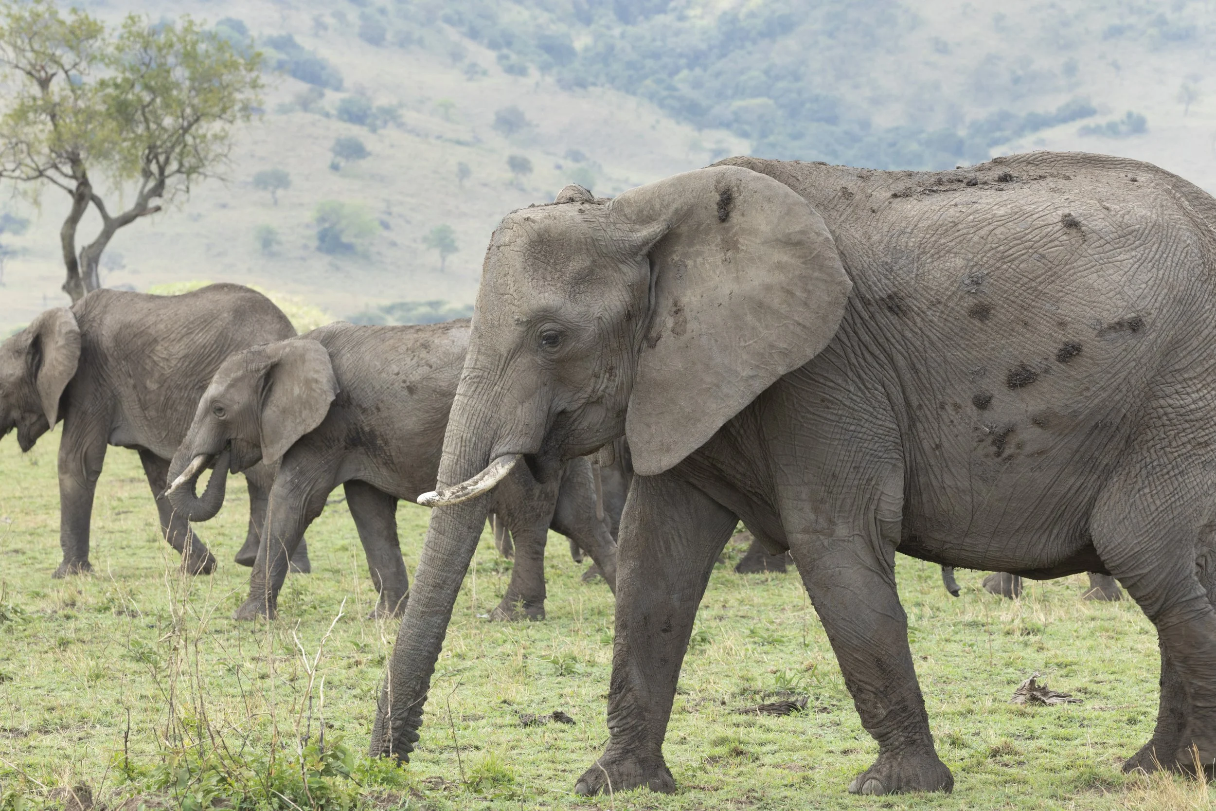 Elephants in Naboisho Conservancy, Masai Mara, Kenya 2021 © Jen Goldman