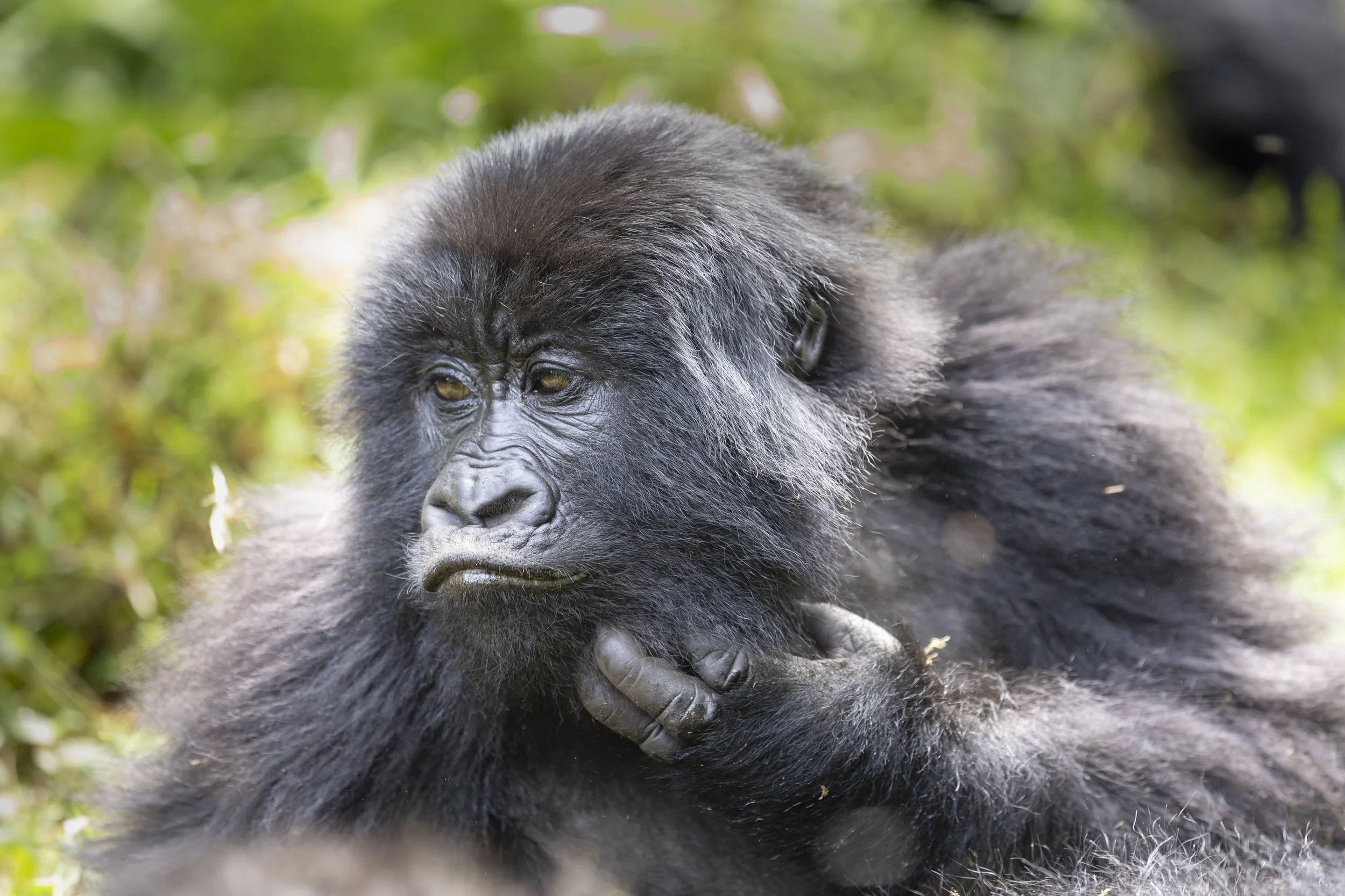 Gorilla from Nyakagezi gorilla family in Mgahinga National Park, Uganda 2022 © Jen Goldman