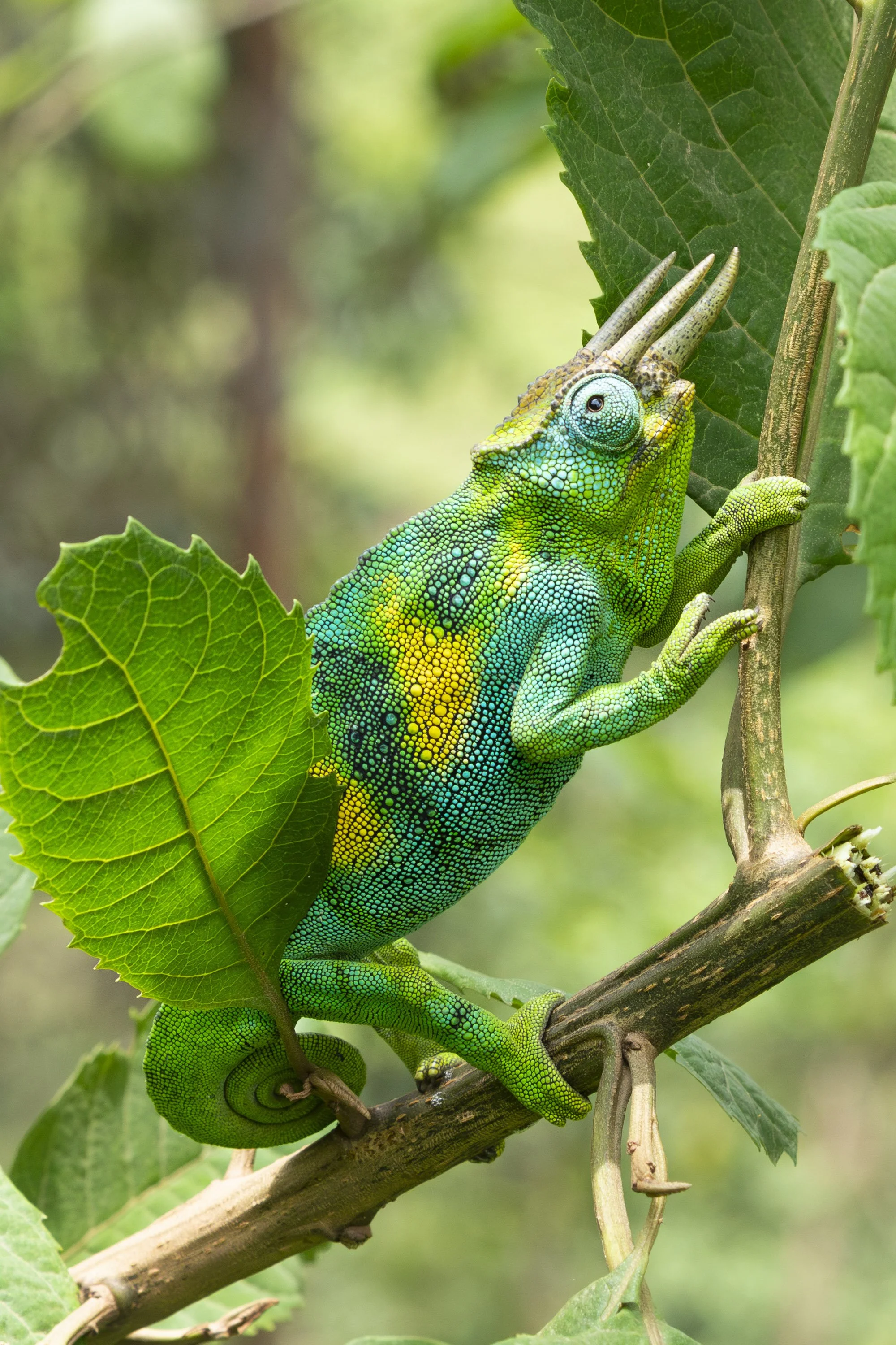 Three-horned chameleon in Bwindi Impenetrable Forest, Uganda 2022 © Jen Goldman