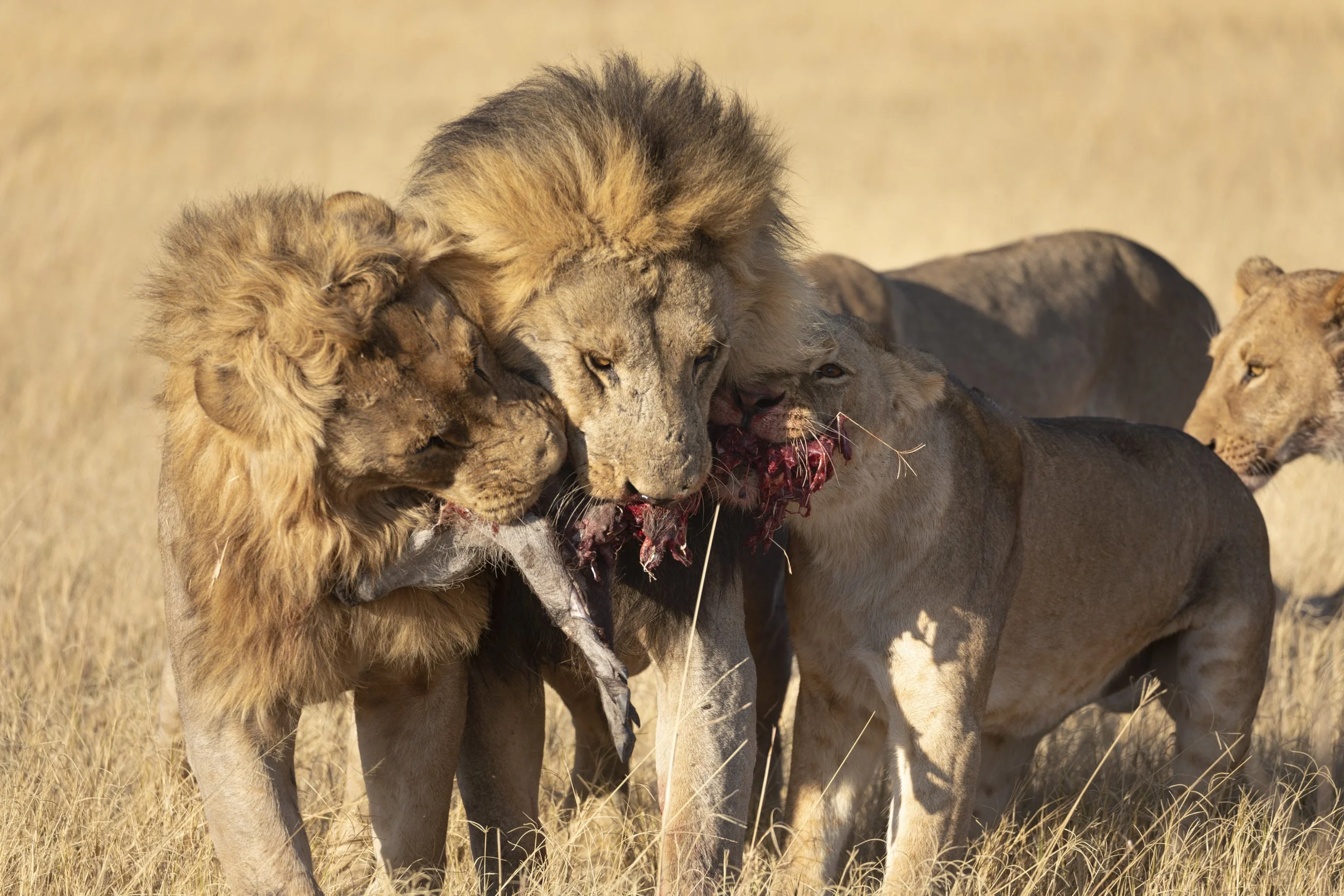 Lion pride moments after a baby warthog kill in Chobe National Park, Botswana 2019 © Jen Goldman