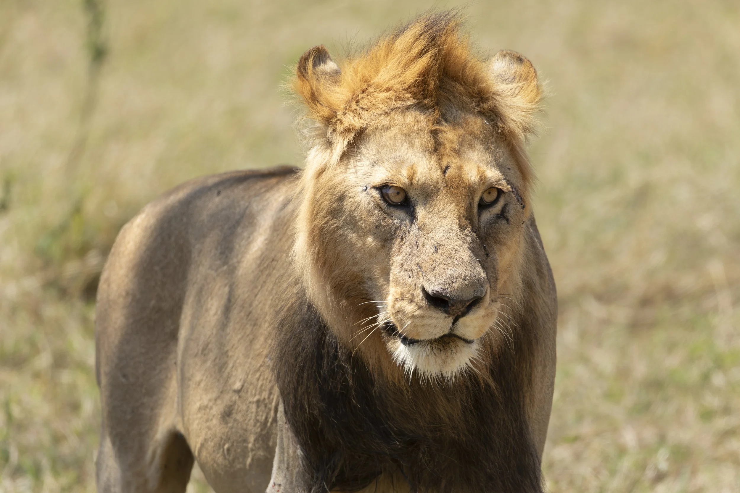 Lion (mane starting to grow) in Naboisho Conservancy, Masai Mara, Kenya 2021 © Jen Goldman