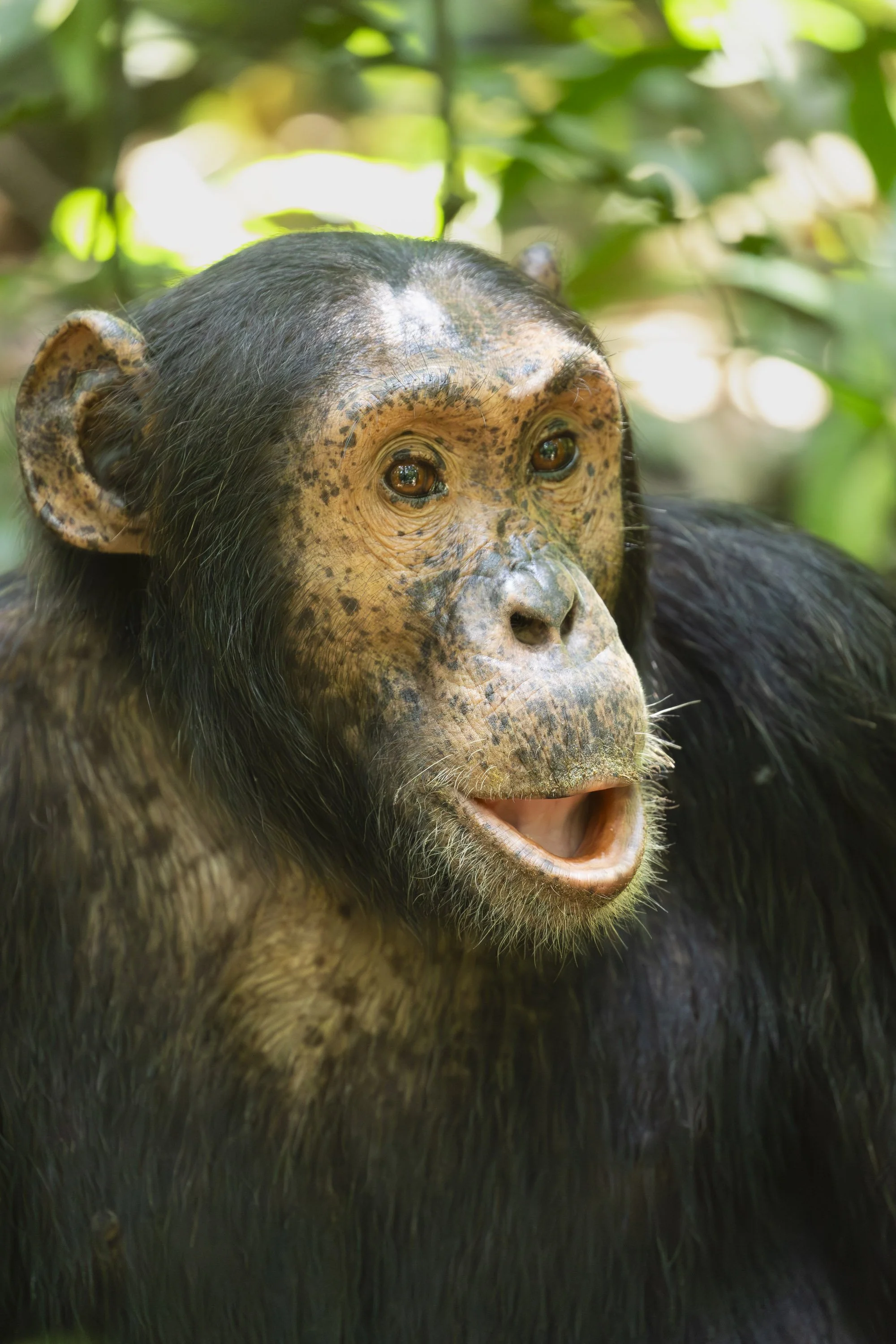 Chimpanzee in Kibale National Park, Uganda 2021 © Jen Goldman