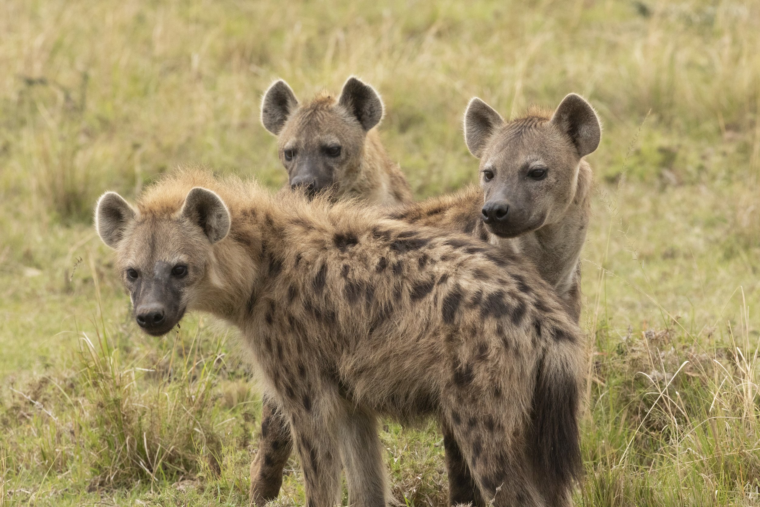 Hyena trio in Naboisho Conservancy, Masai Mara, Kenya 2021 © Jen Goldman