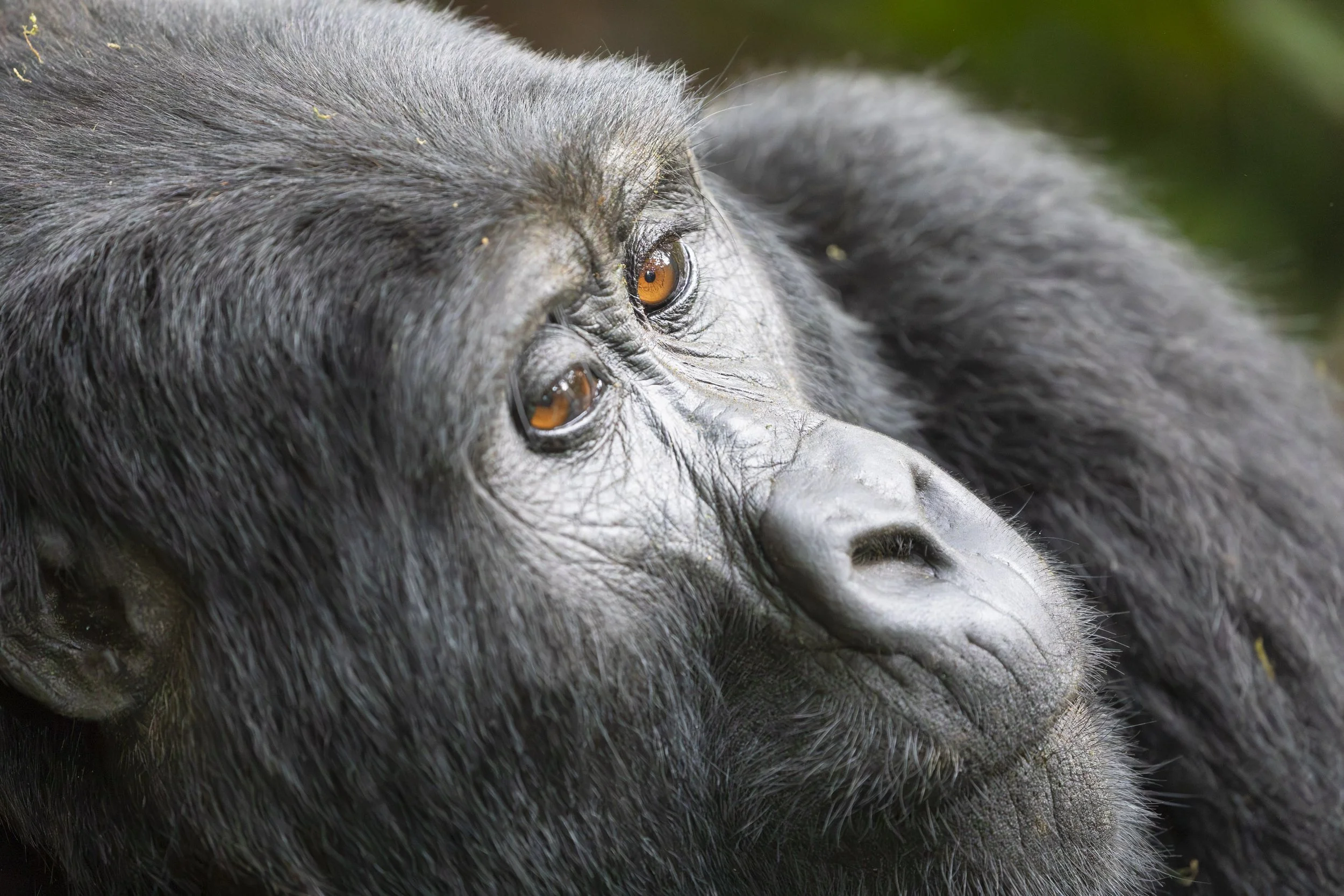 Mother gorilla from Rushegura gorilla family in Buhoma, Bwindi Impenetrable Forest, Uganda 2021 © Jen Goldman
